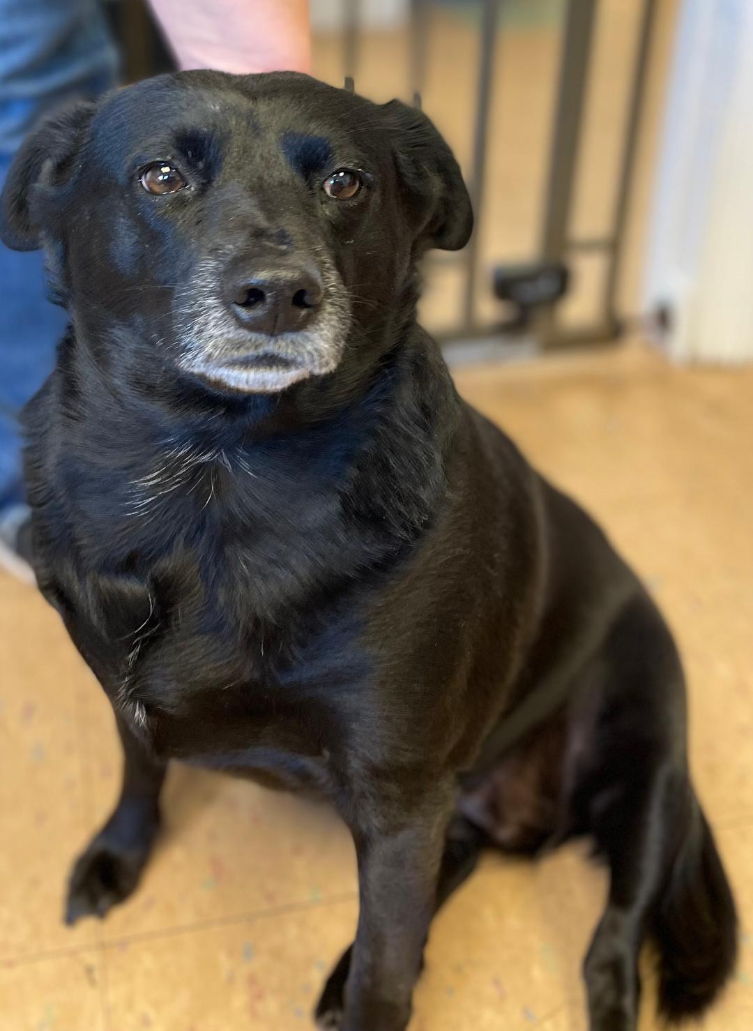 Trixie, a Adopted mixed breed in Lancaster, SC image 3/4