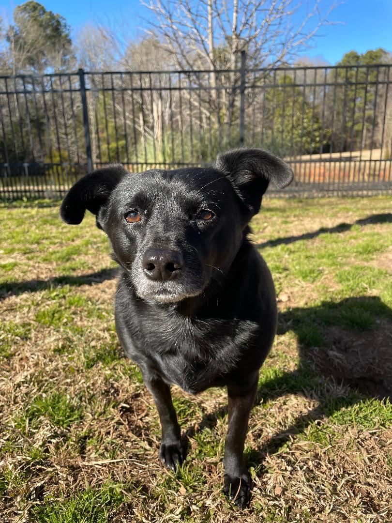 Trixie, a Adopted mixed breed in Lancaster, SC image 4/4