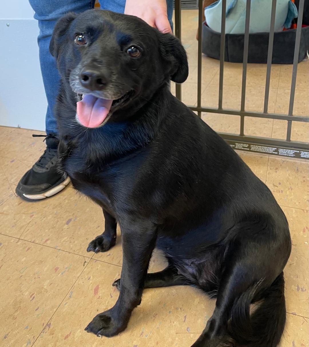 Trixie, Adopted, Senior Female Cardigan Welsh Corgi & Black Labrador Retriever.
