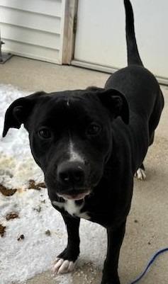 Ms Winkles, Adoptable, Young Female Pit Bull Terrier.