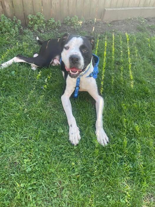 Diesel, a Adoptable Pit Bull Terrier in Newport, KY image 1/3