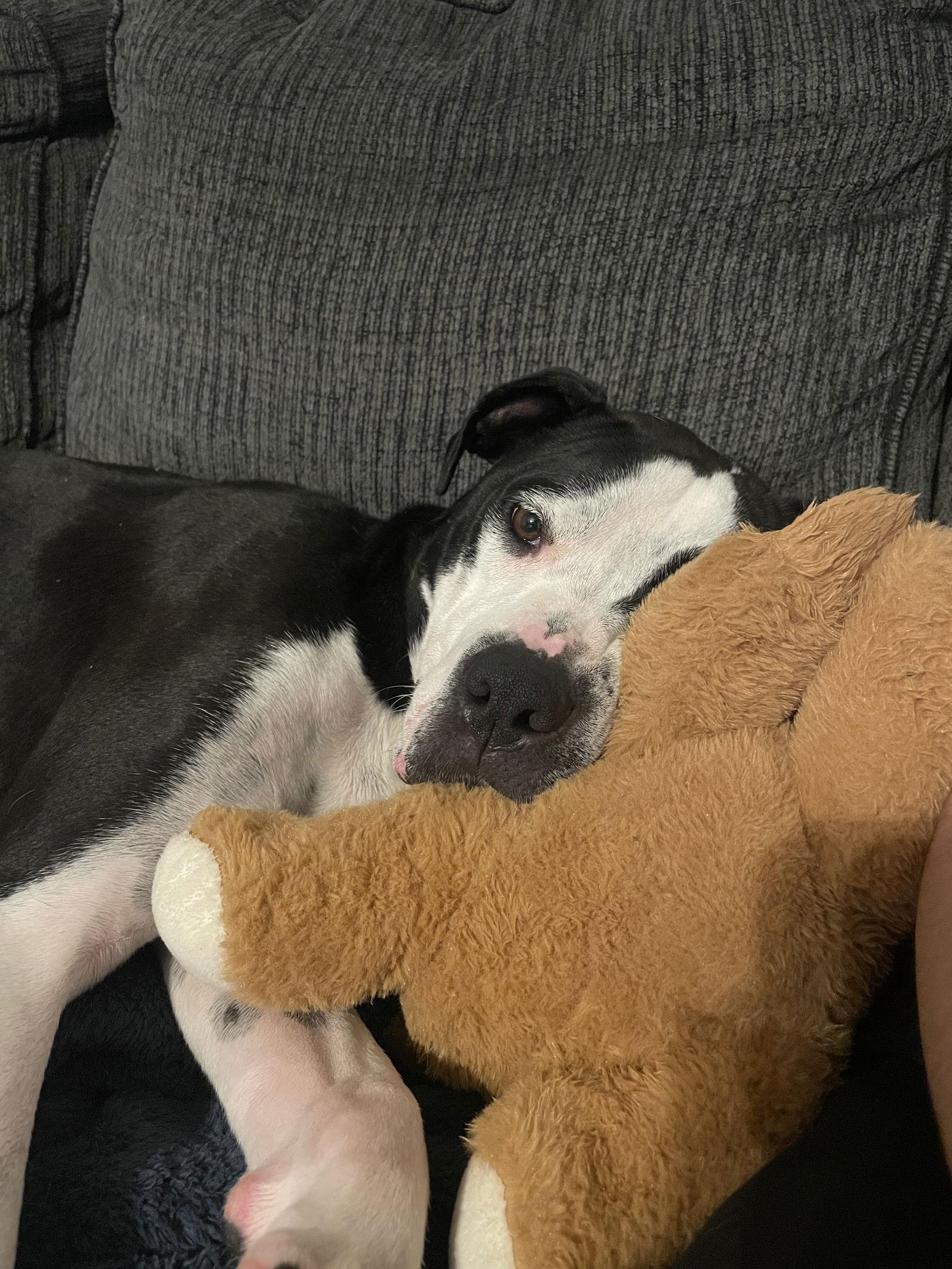 Diesel, a Adoptable Pit Bull Terrier in Newport, KY image 2/3