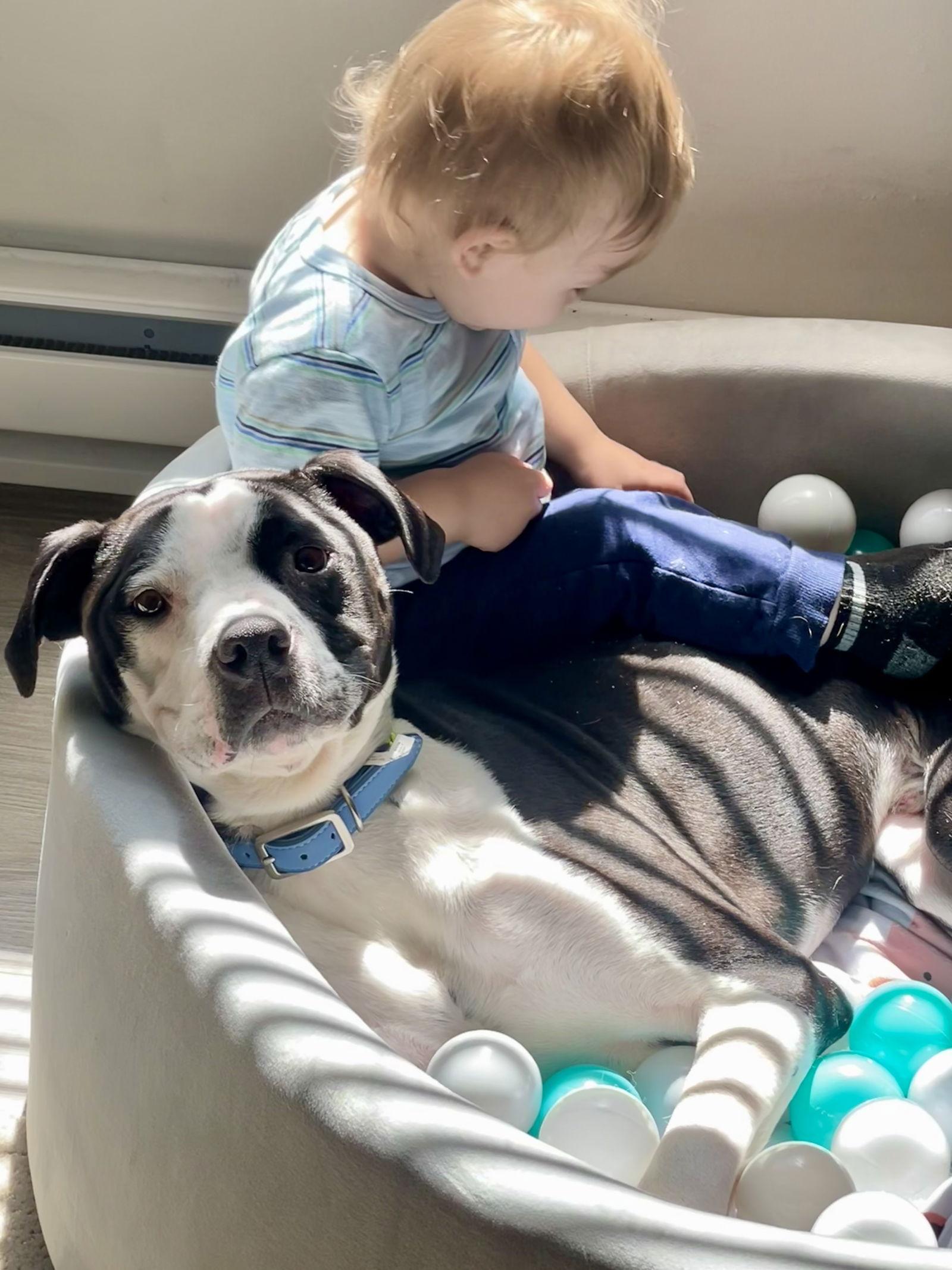 Enlarge Diesel, a Adoptable Pit Bull Terrier in Newport, KY image 5/6