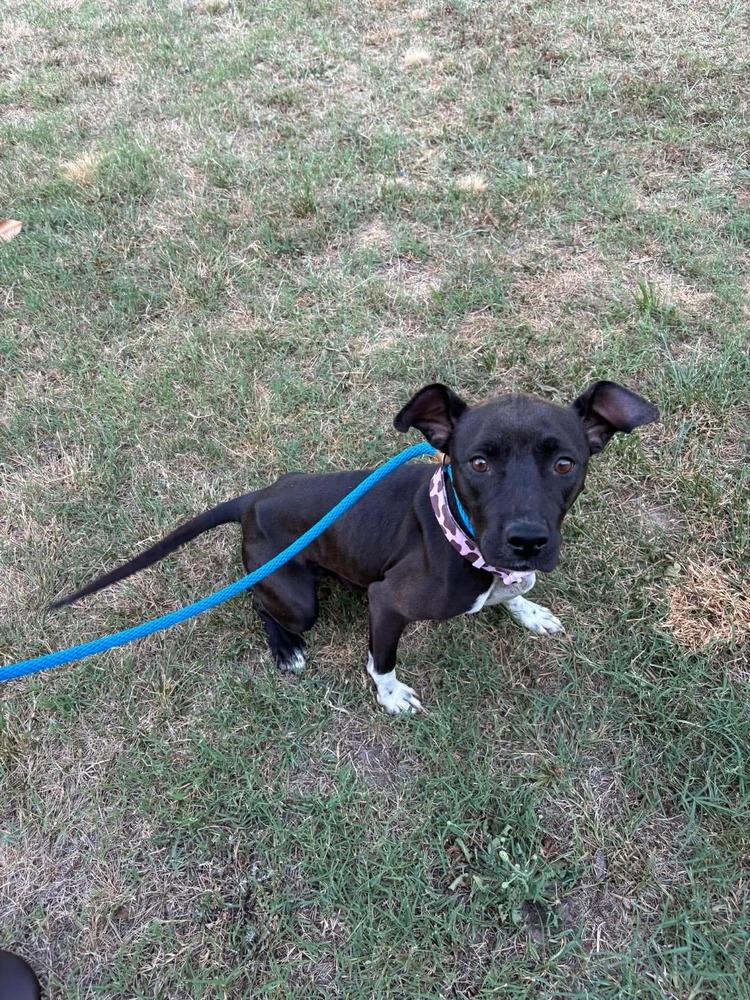 Miya, a Adoptable mixed breed in Willingboro, NJ image 2/6