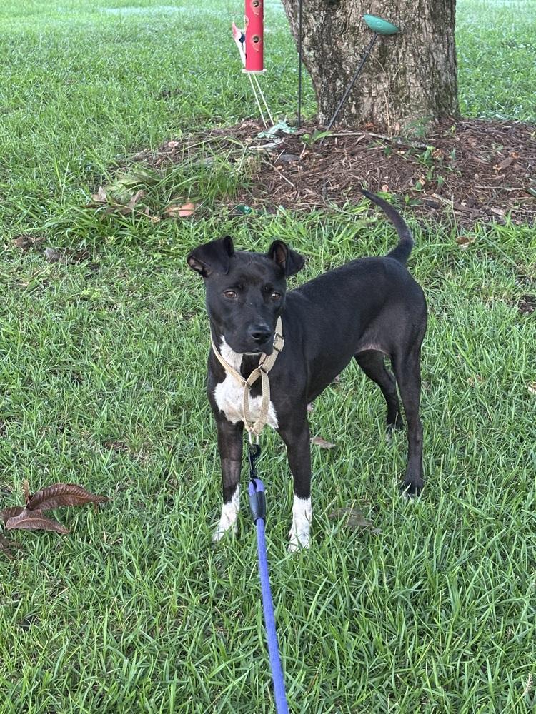 Miya, a Adoptable mixed breed in Willingboro, NJ image 3/6
