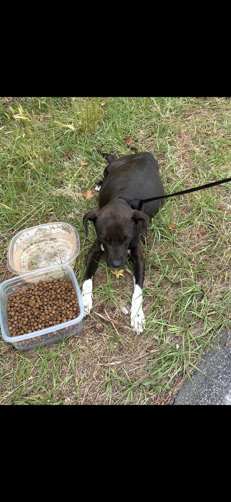 Miya, a Adoptable mixed breed in Willingboro, NJ image 4/6