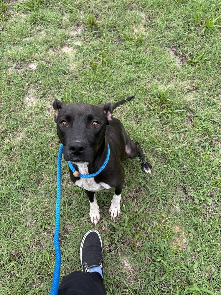 Miya, a Adoptable mixed breed in Willingboro, NJ image 5/6