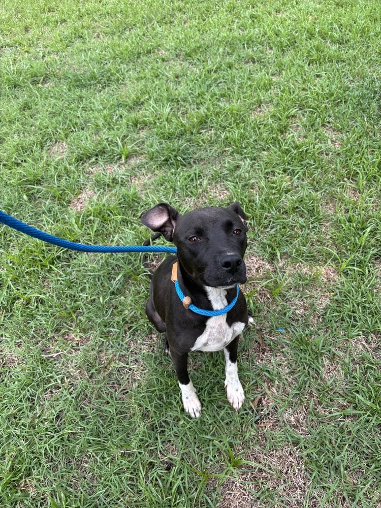 Miya, a Adoptable mixed breed in Willingboro, NJ image 6/6