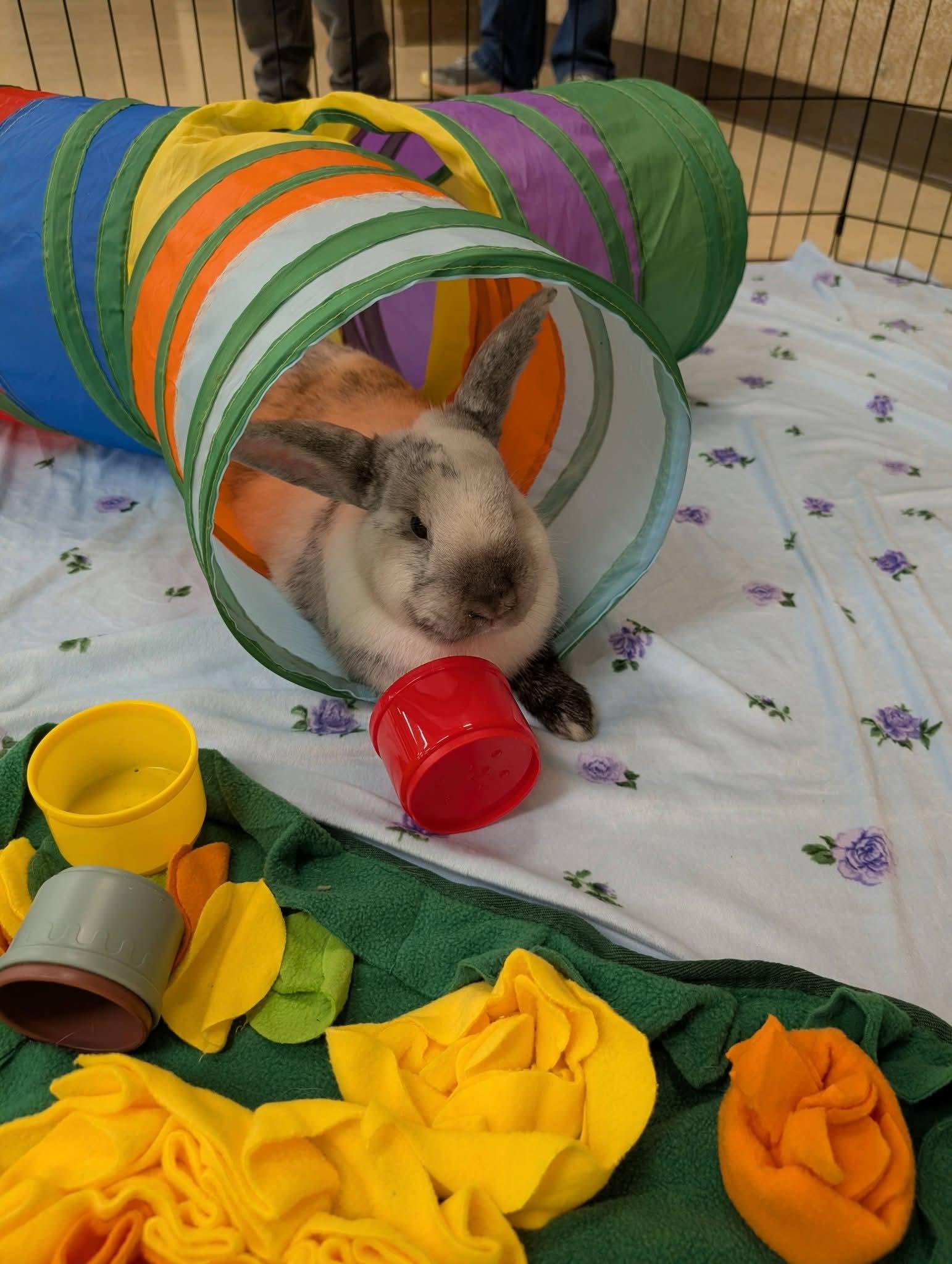 Enlarge Yoshi , a ADOPTABLE mixed breed in Canal Fulton, OH image 3/5
