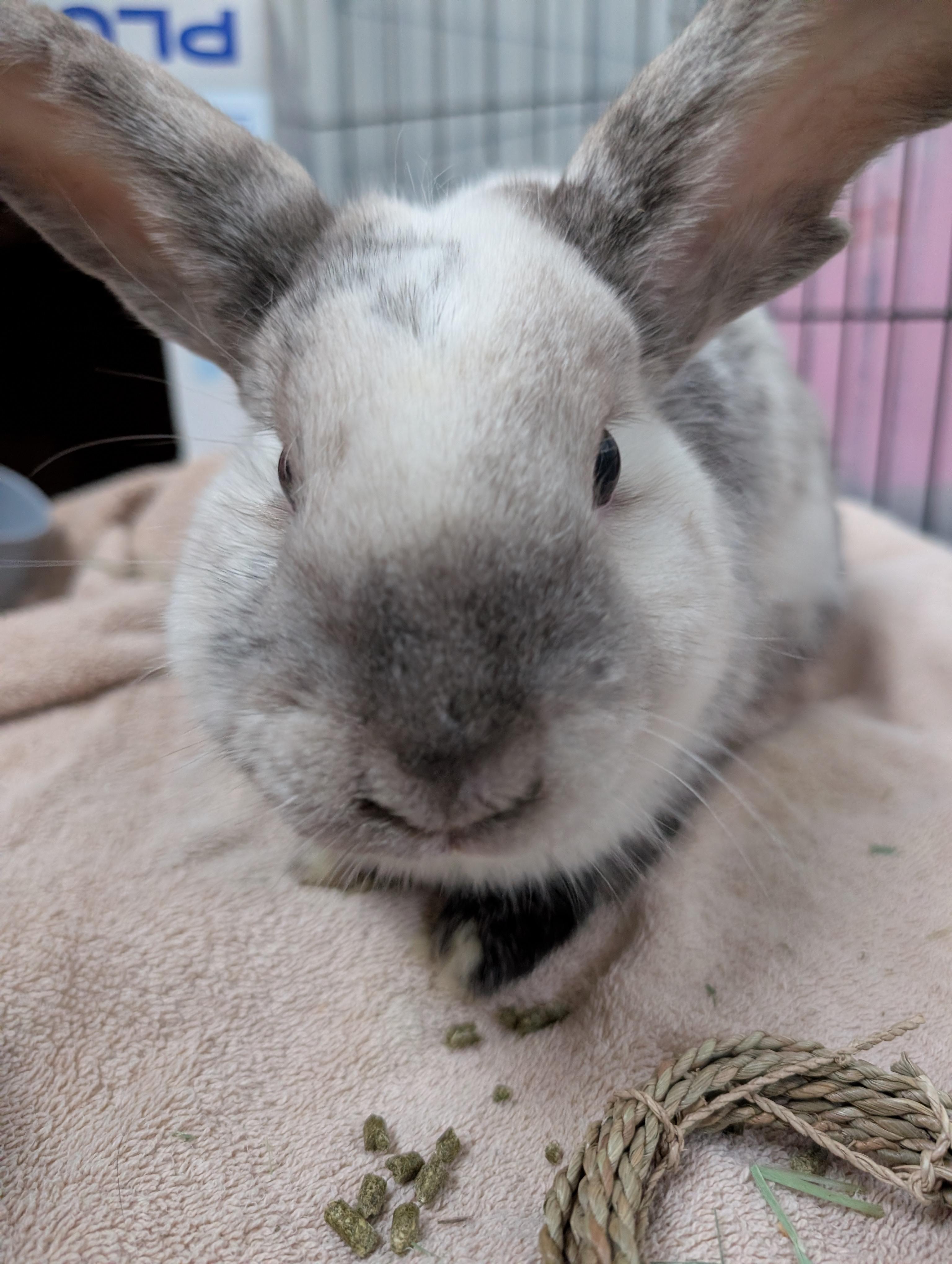 Enlarge Yoshi , a ADOPTABLE mixed breed in Canal Fulton, OH image 2/2