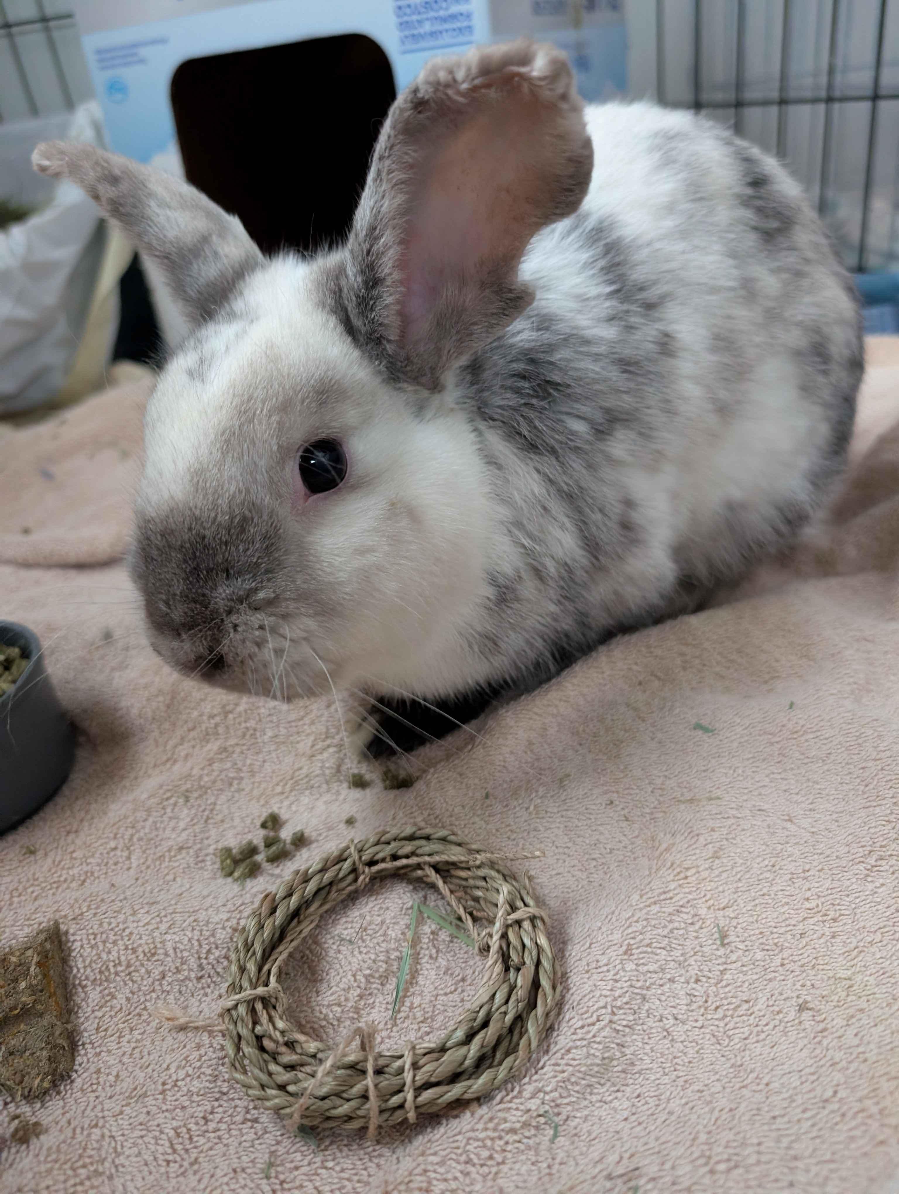Enlarge Yoshi , a ADOPTABLE mixed breed in Canal Fulton, OH image 5/5