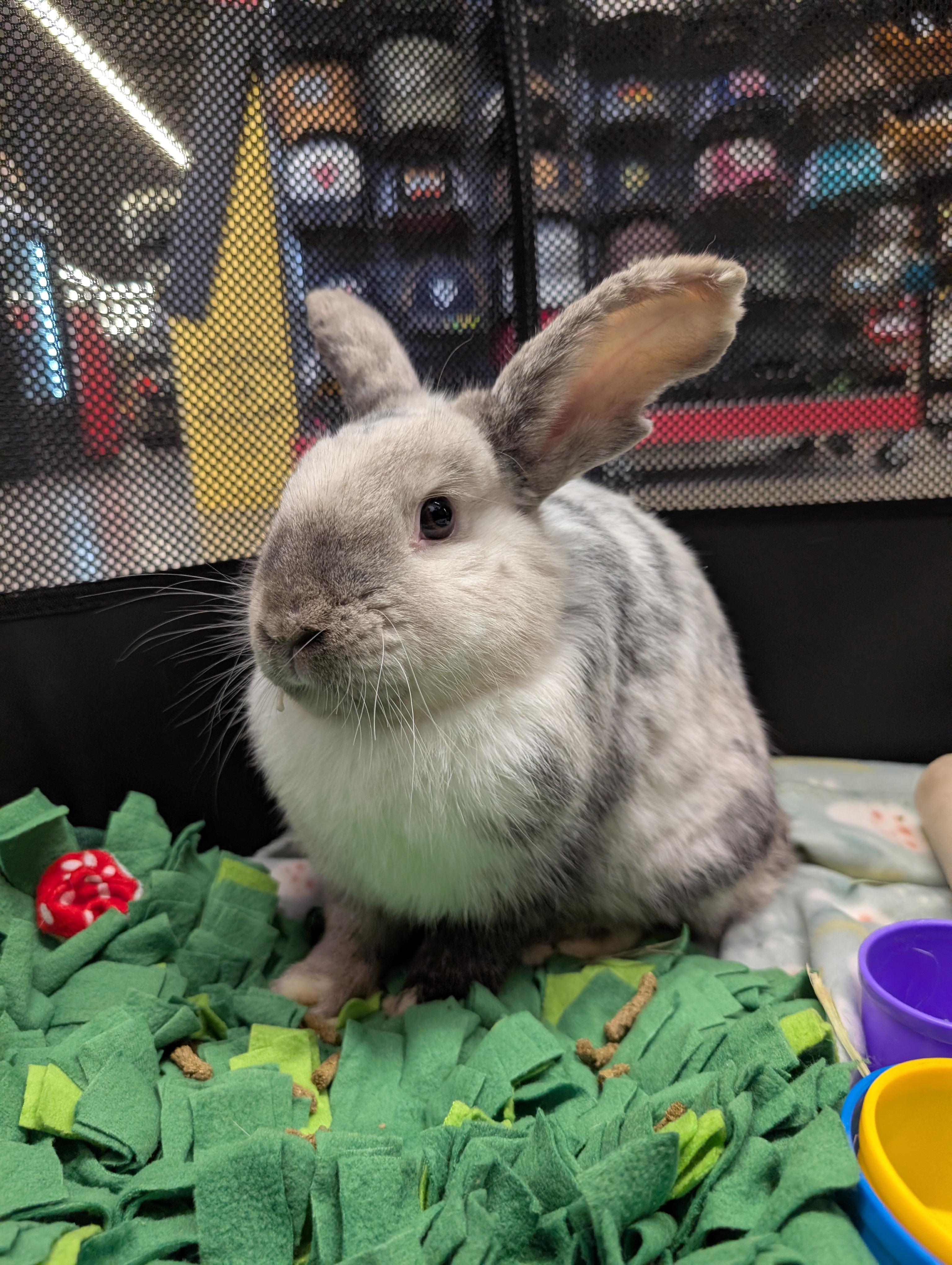 Enlarge Yoshi , a ADOPTABLE mixed breed in Canal Fulton, OH image 2/5