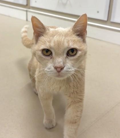 Petey, Adoptable, Senior Male Domestic Short Hair & Domestic Short Hair.