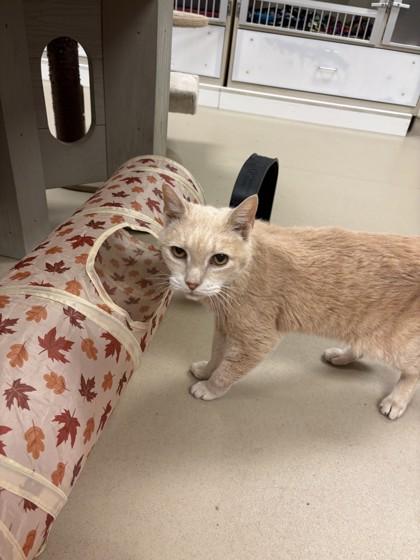 Enlarge Petey, a Adoptable mixed breed in Quakertown, PA image 2/3