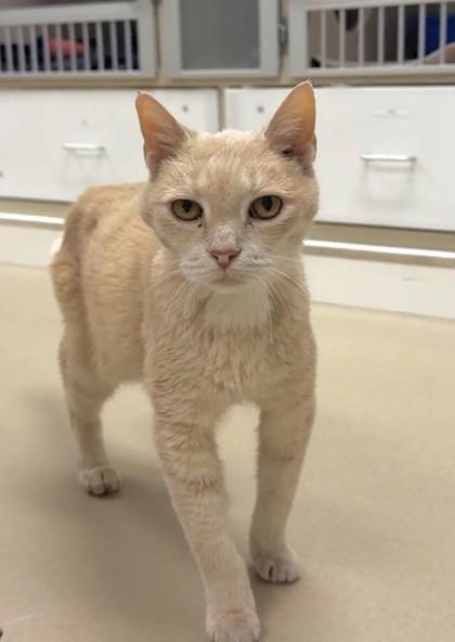 Enlarge Petey, a Adoptable mixed breed in Quakertown, PA image 3/3