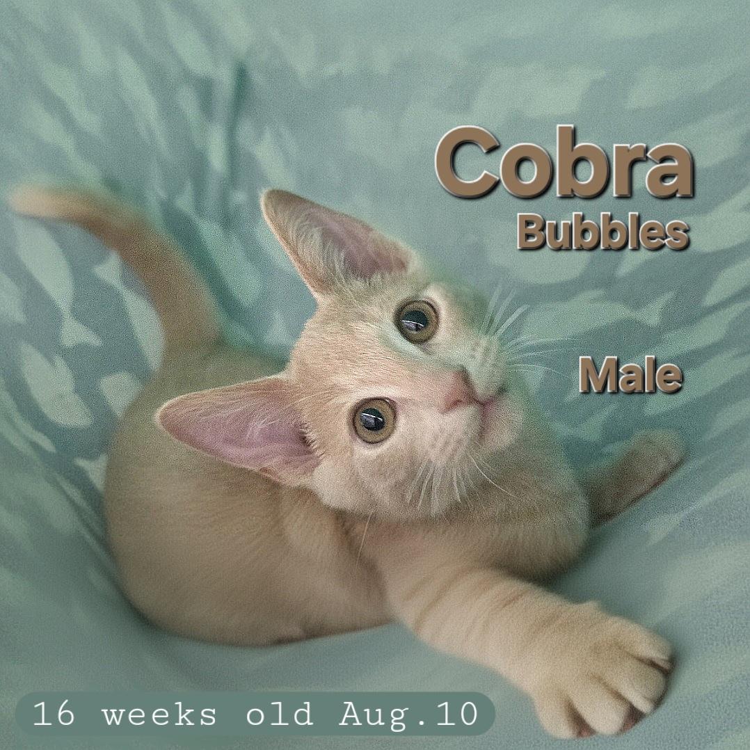 Cobra Bubbles