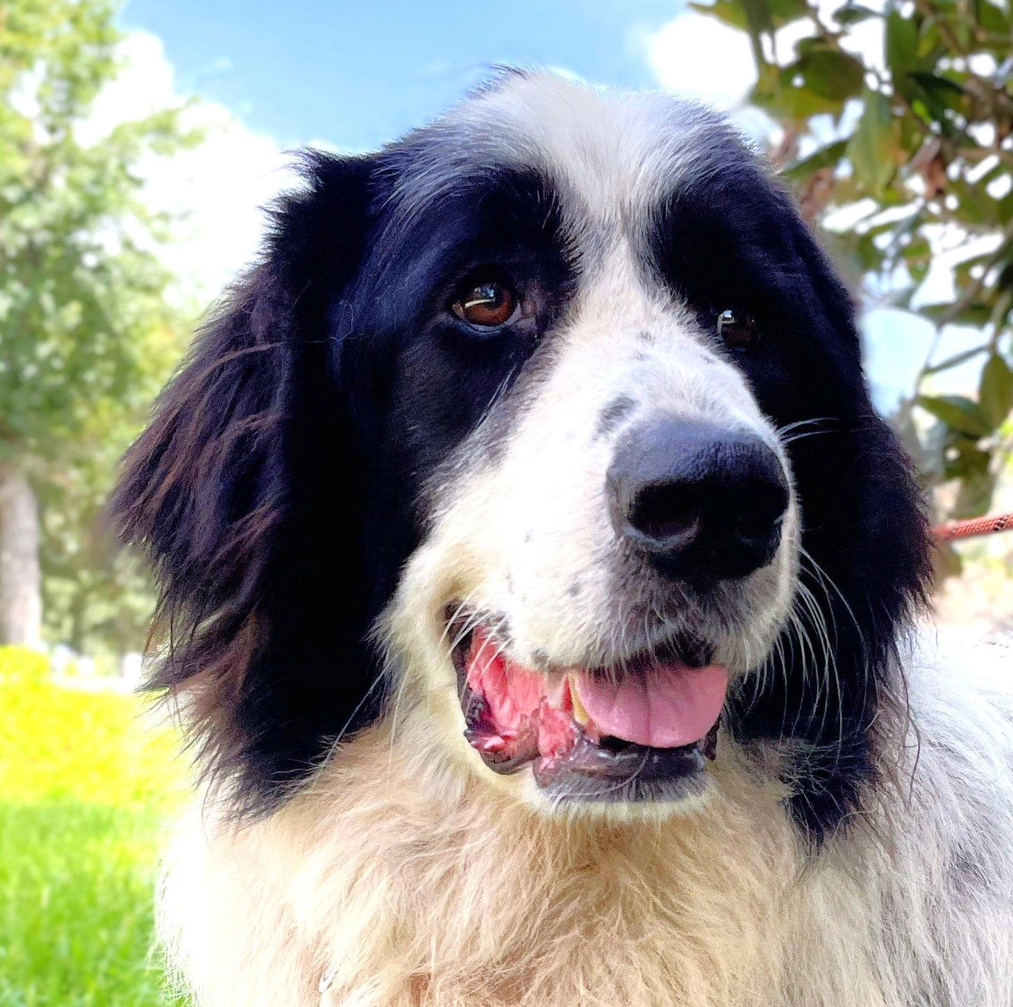 Brock, Adoptable, Adult Male Newfoundland Dog & Great Pyrenees.