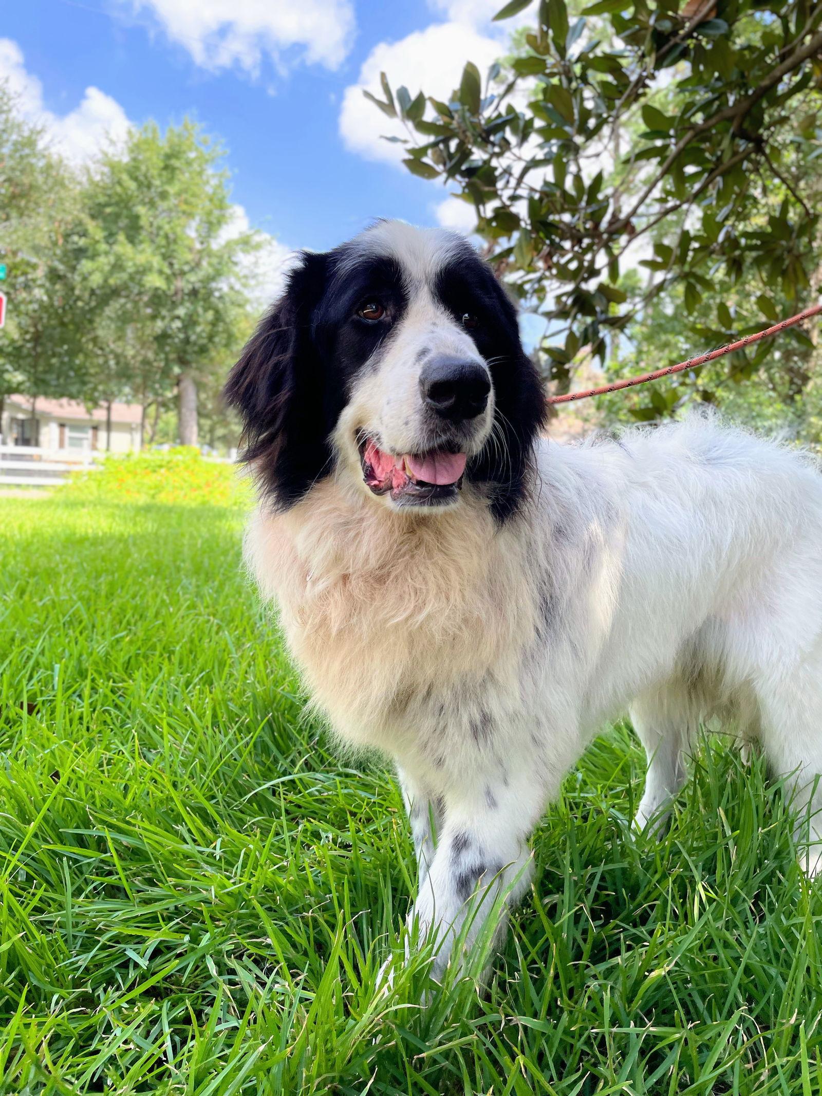 Brock, a Adoptable mixed breed in Spring, TX image 2/3