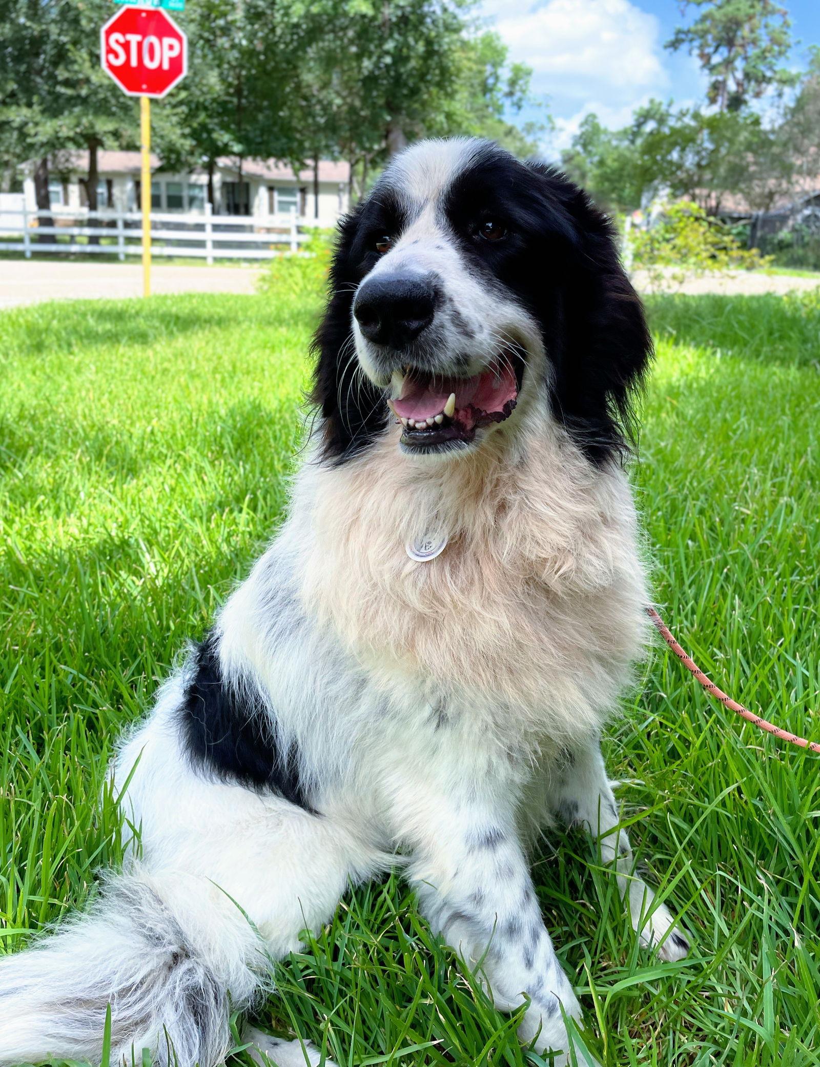 Brock, a Adoptable mixed breed in Spring, TX image 3/3