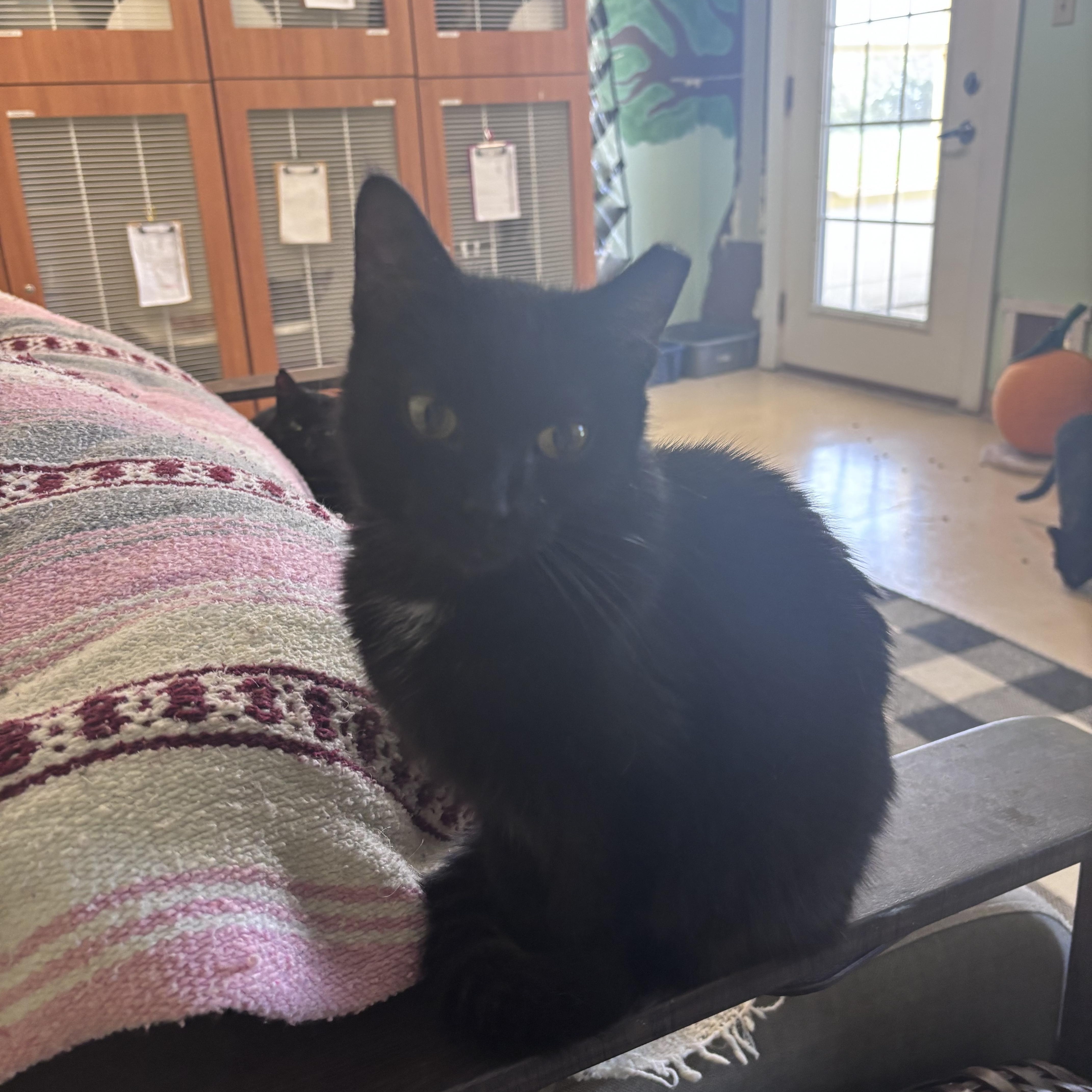 Sabrina, ADOPTABLE, Young Female Domestic Short Hair.