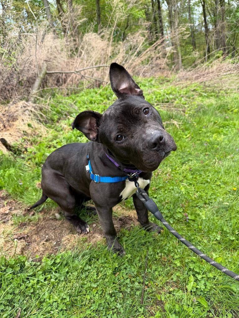 Zelda, Adoptable, Young Female Mixed Breed.