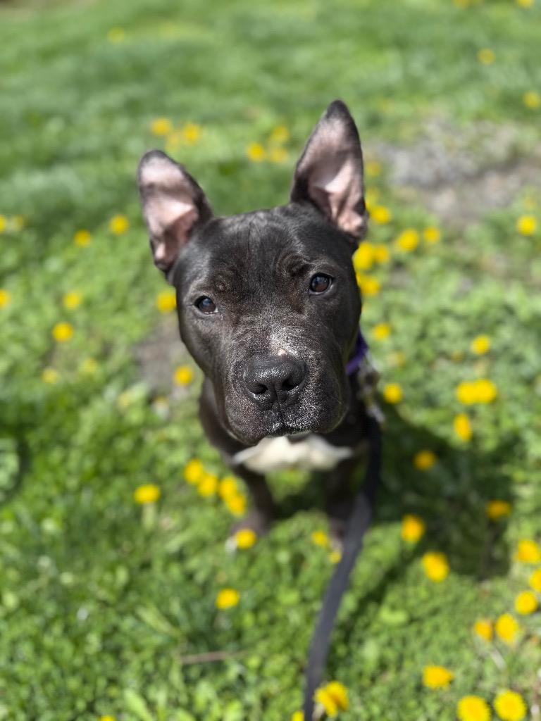 Enlarge Zelda, a Adoptable mixed breed in Hyde Park, NY image 1/3