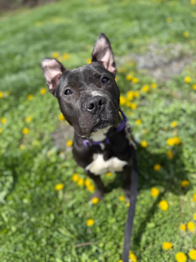 Enlarge Zelda, a Adoptable mixed breed in Hyde Park, NY image 2/3