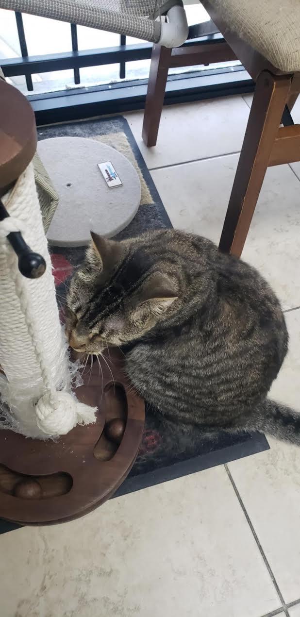 Peluchito 2