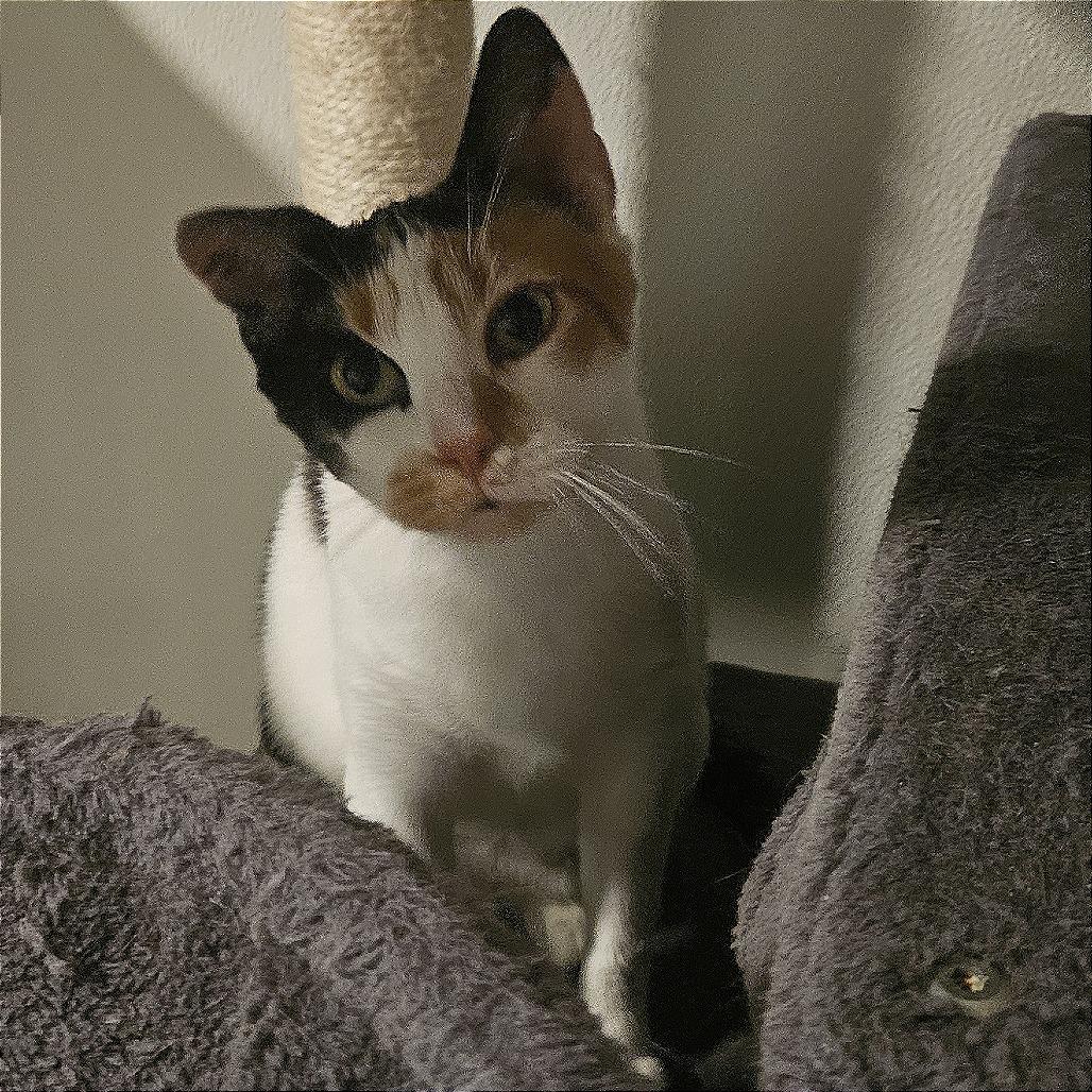 Merida, Adoptable, Adult Female Domestic Short Hair.