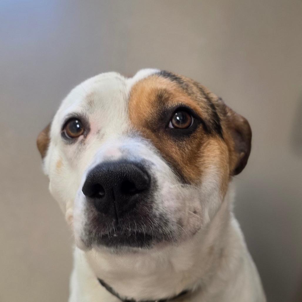 Enlarge Gus, a Adoptable mixed breed in Chatham, VA image 2/4