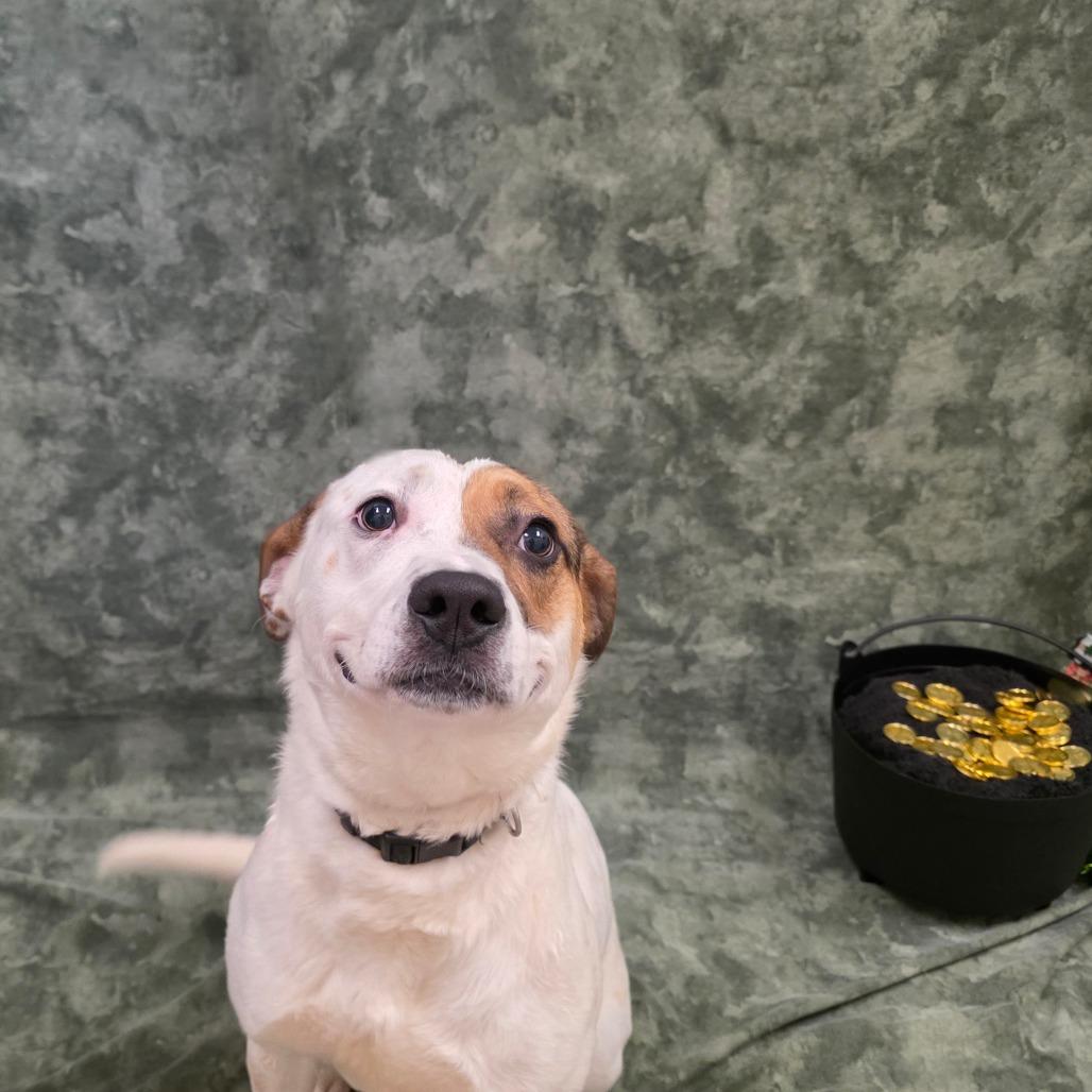 Enlarge Gus, a Adoptable mixed breed in Chatham, VA image 3/4