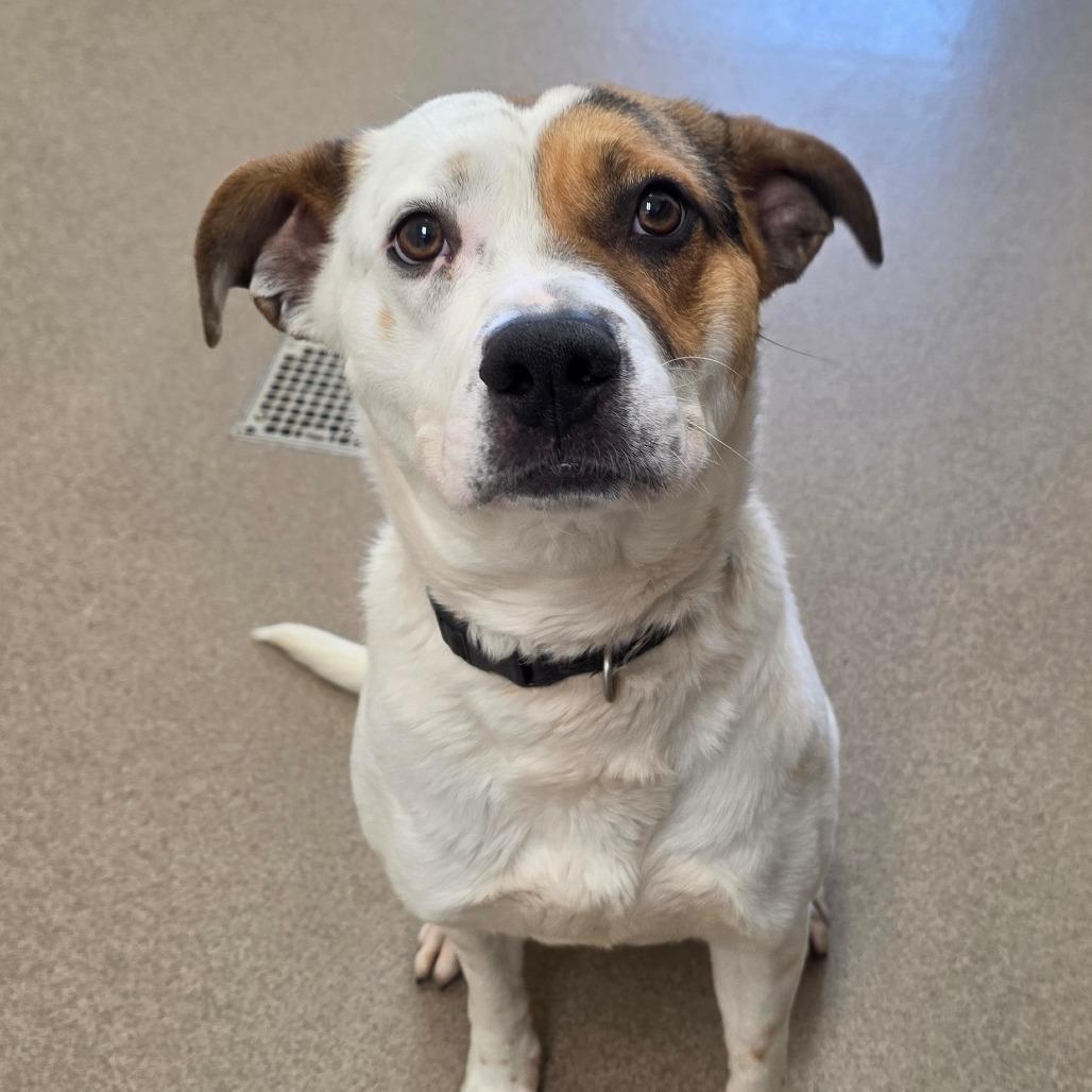 Enlarge Gus, a Adoptable mixed breed in Chatham, VA image 4/4