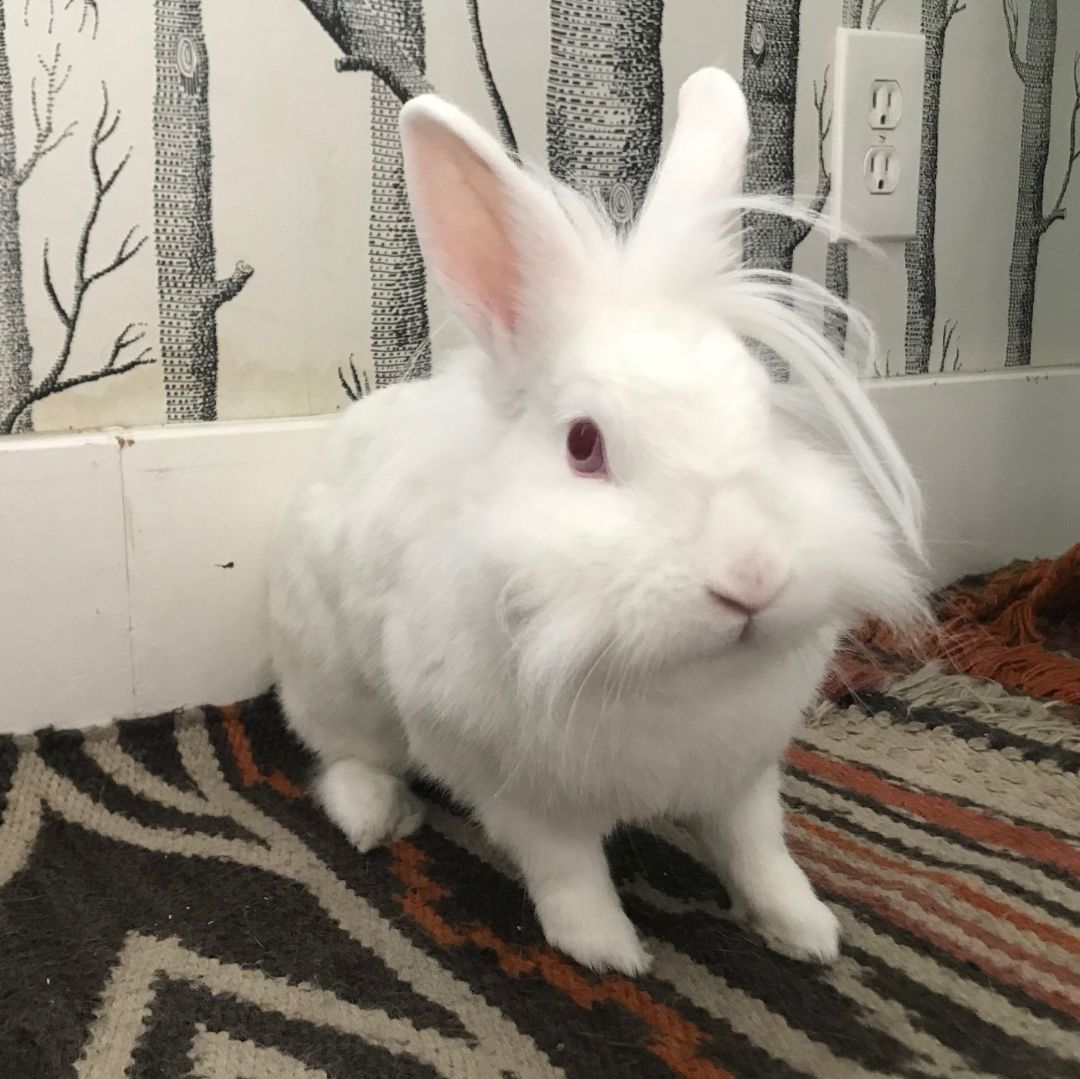 Ears McKenzie, a Adoptable mixed breed in Los Angeles, CA image 2/2