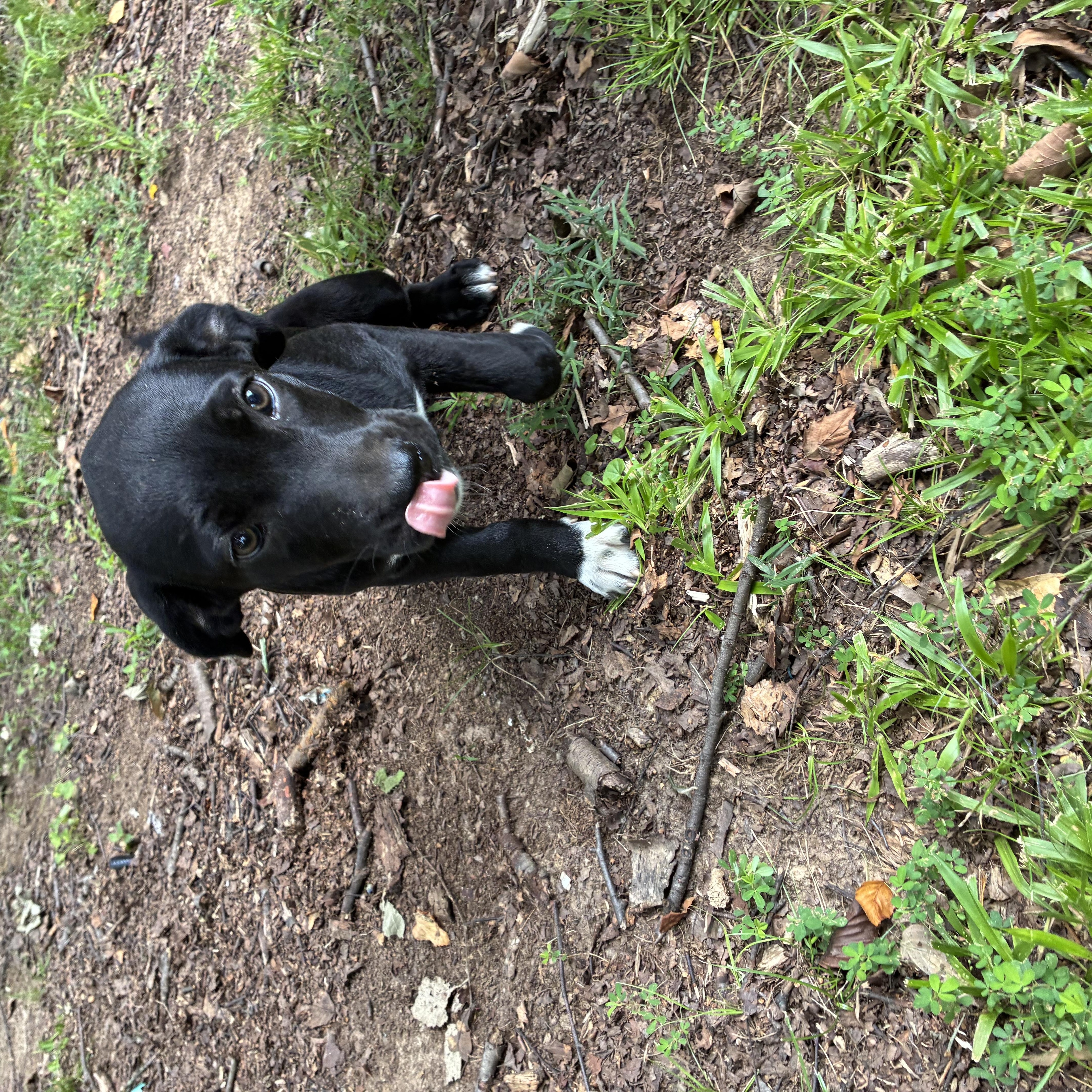 WILLOW, a Adoptable mixed breed in Cincinnati , OH image 2/6