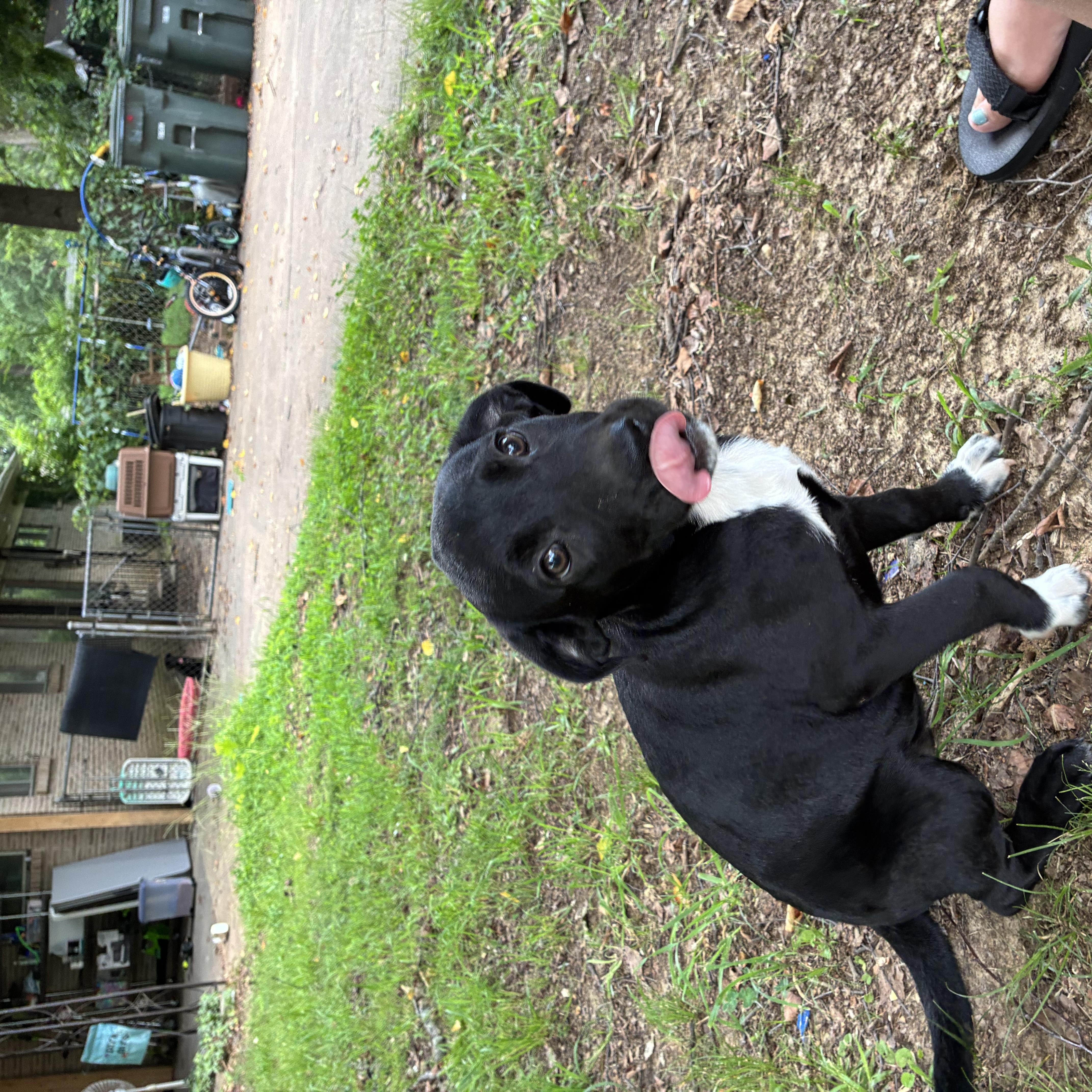 WILLOW, a Adoptable mixed breed in Cincinnati , OH image 3/6