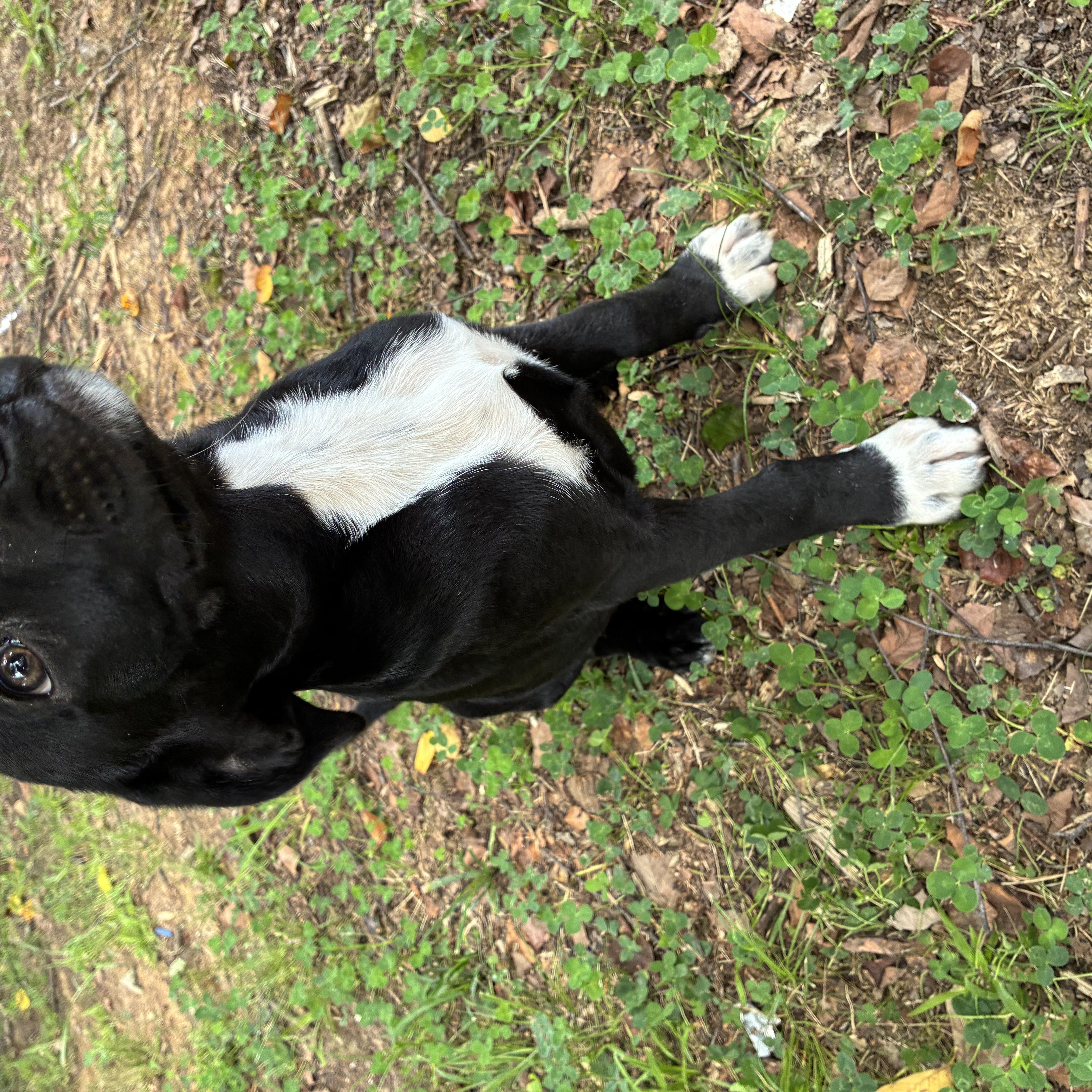 WILLOW, a Adoptable mixed breed in Cincinnati , OH image 6/6