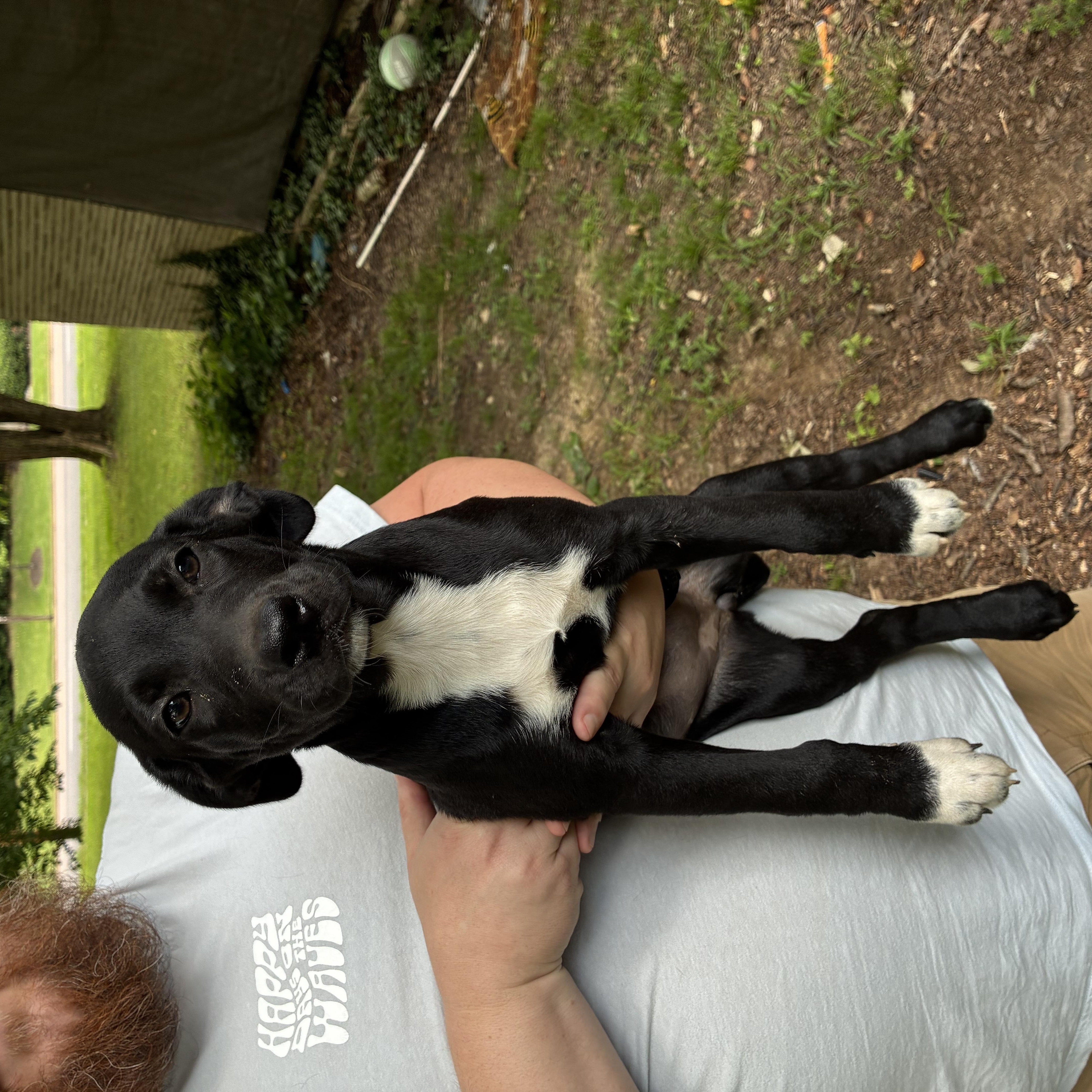 WILLOW, a Adoptable mixed breed in Cincinnati , OH image 4/6