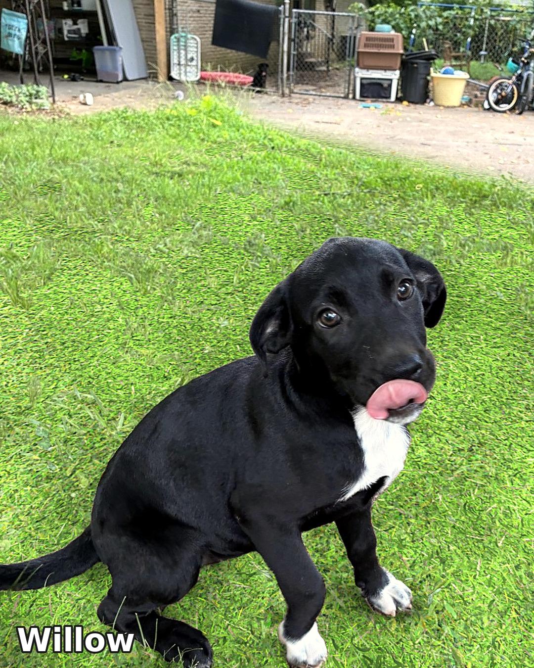 Willow, Adopted, Puppy Female Australian Shepherd & Flat-Coated Retriever.