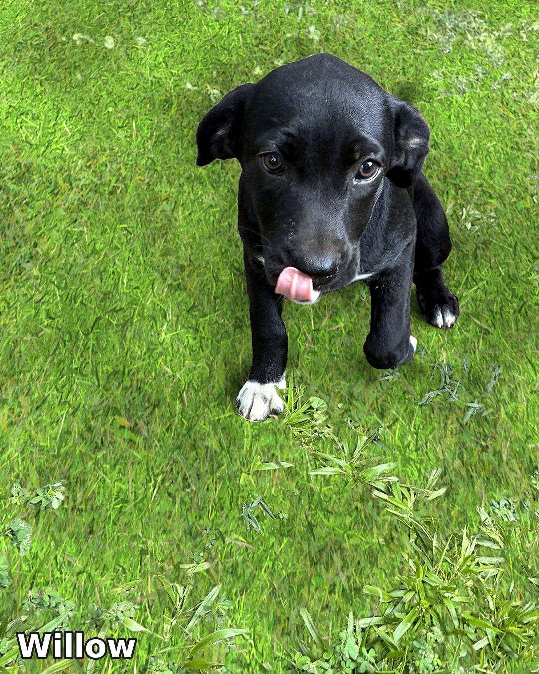 Enlarge Willow, a Adopted mixed breed in Cincinnati , OH image 2/2