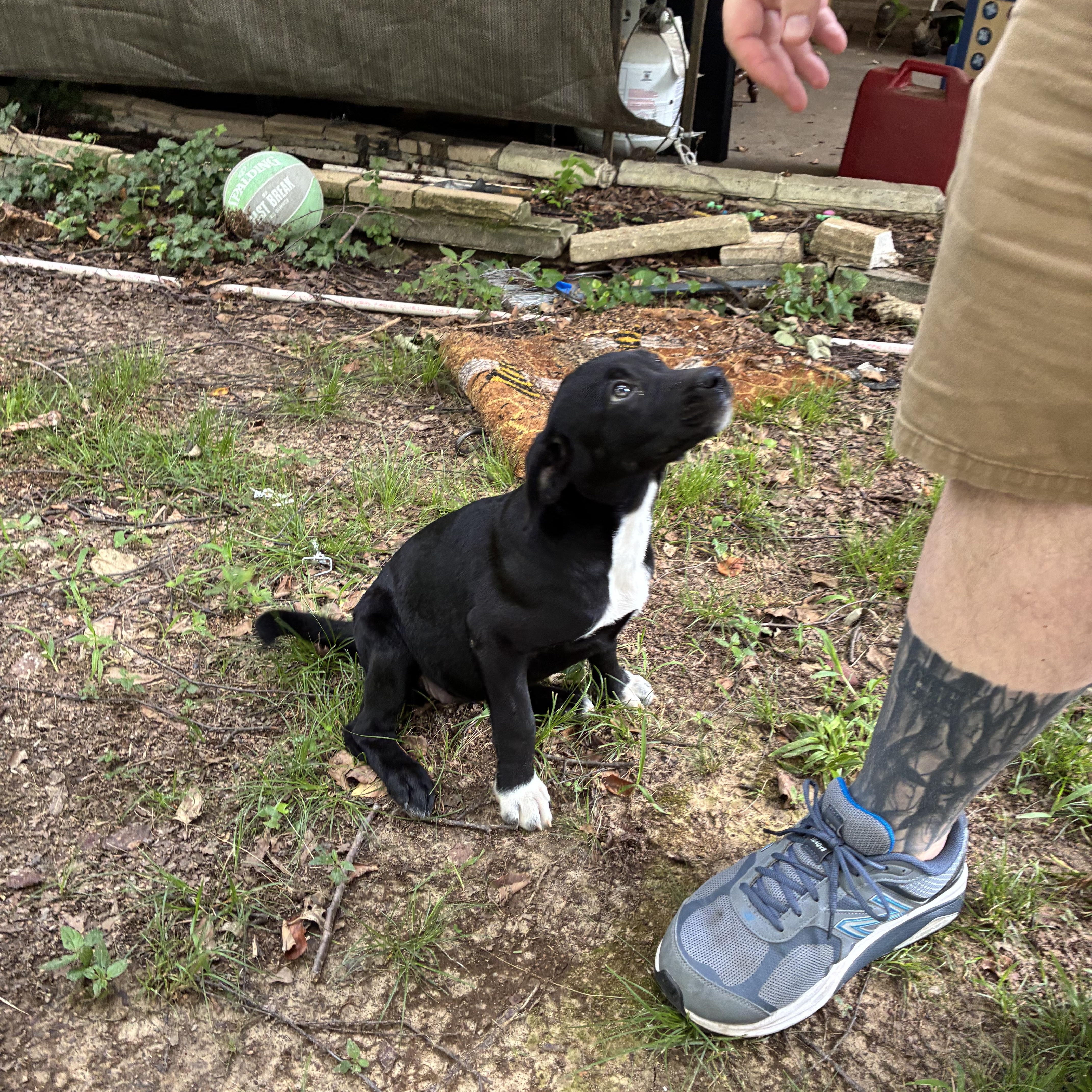 WILLOW, a Adoptable mixed breed in Cincinnati , OH image 5/6