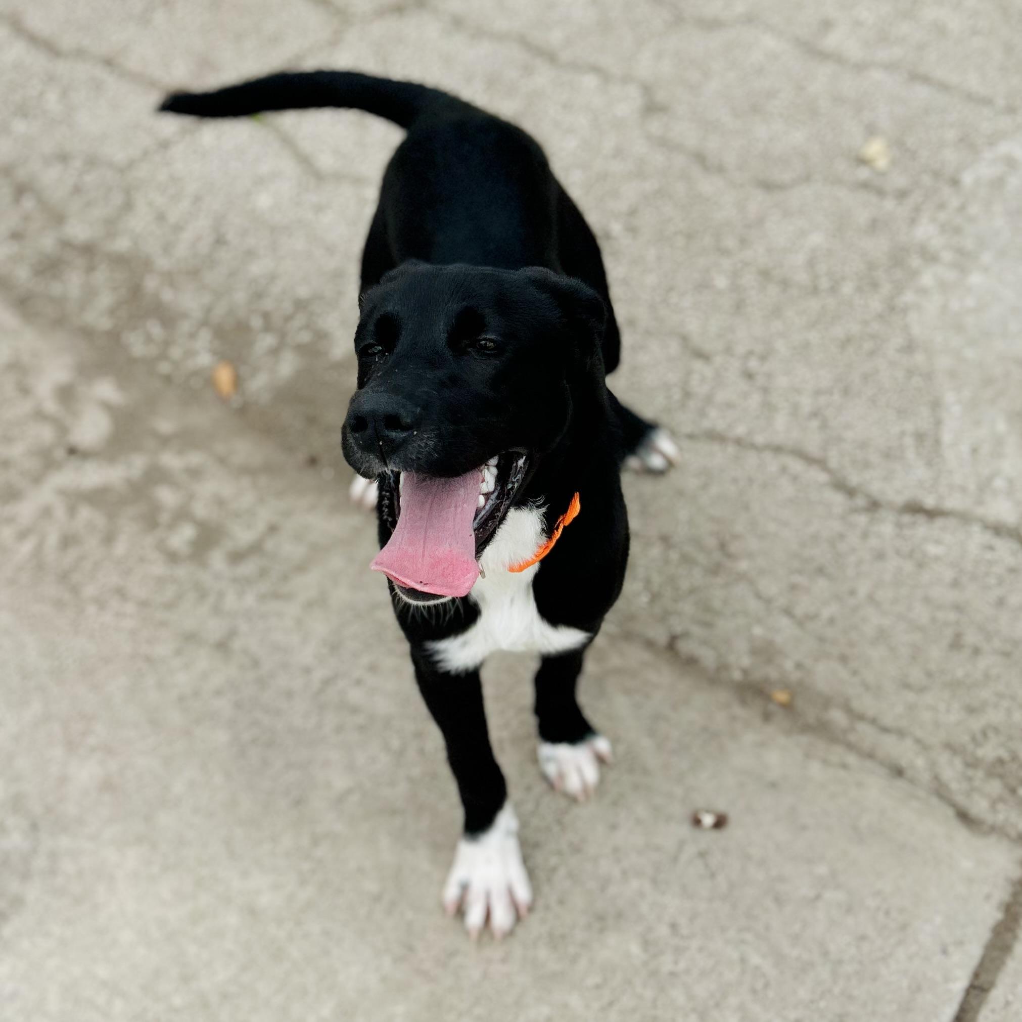 Enlarge Winston, a ADOPTABLE mixed breed in Seguin, TX image 6/6