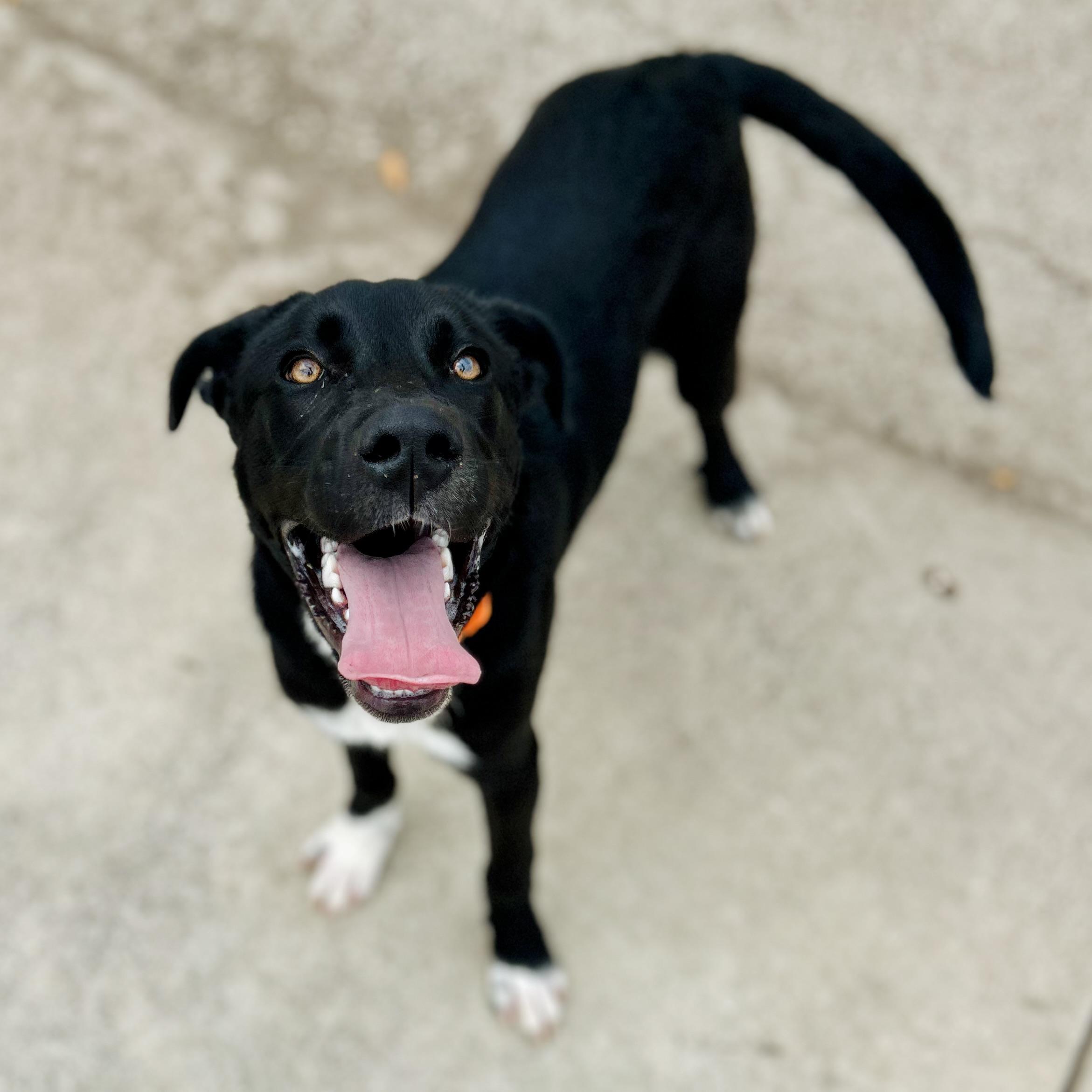 Enlarge Winston, a ADOPTABLE mixed breed in Seguin, TX image 2/6