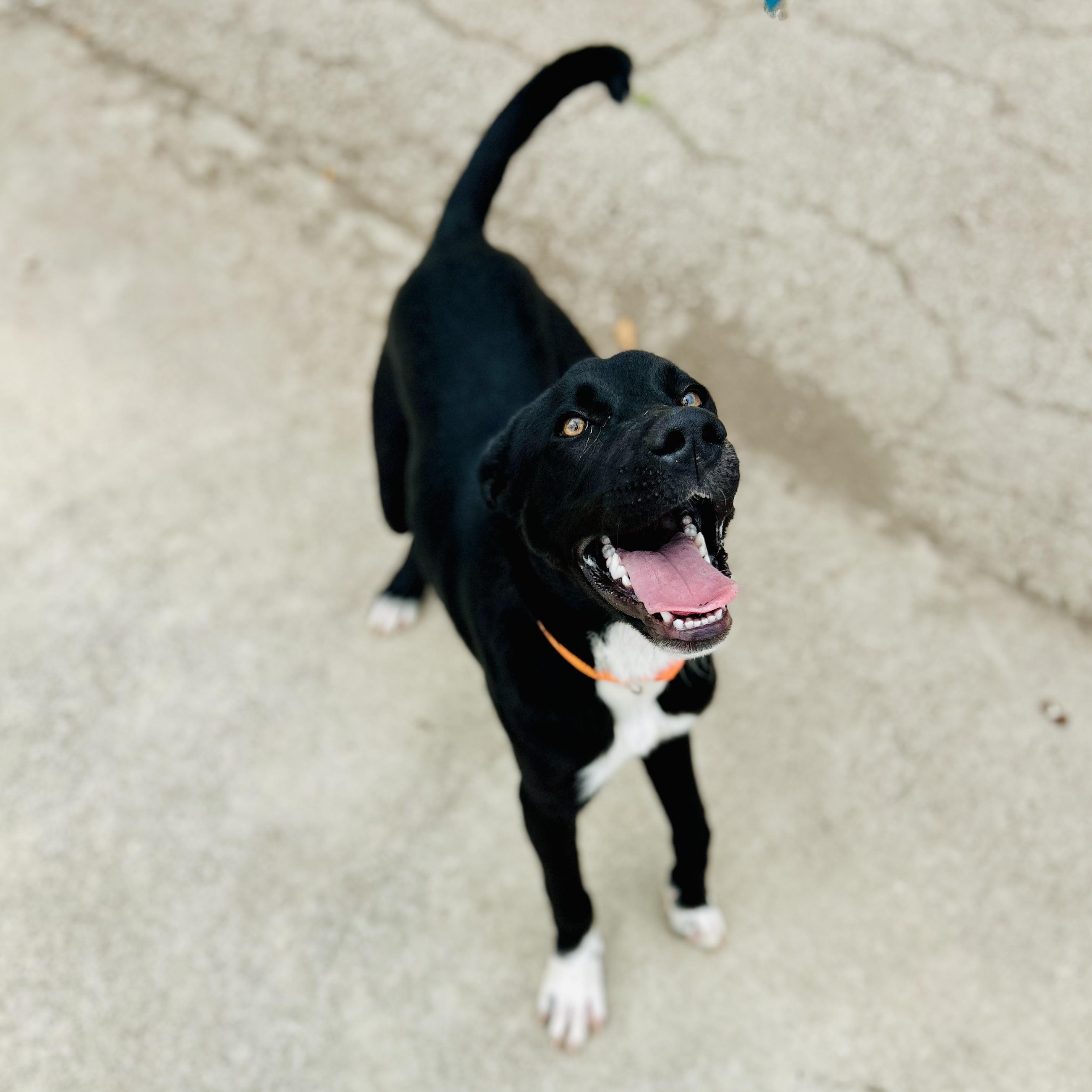 Winston, ADOPTABLE, Puppy Male Black Labrador Retriever.