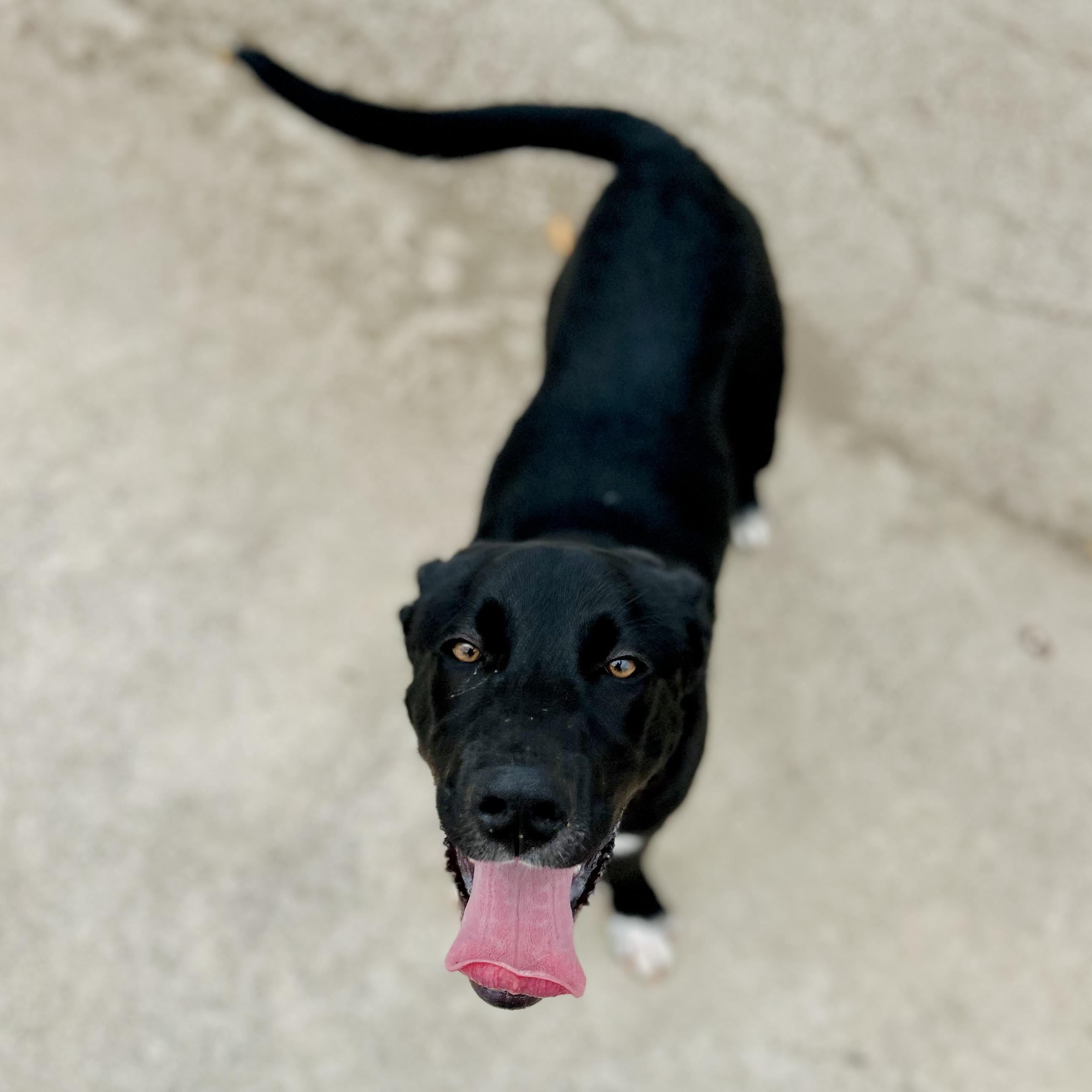 Enlarge Winston, a ADOPTABLE mixed breed in Seguin, TX image 5/6