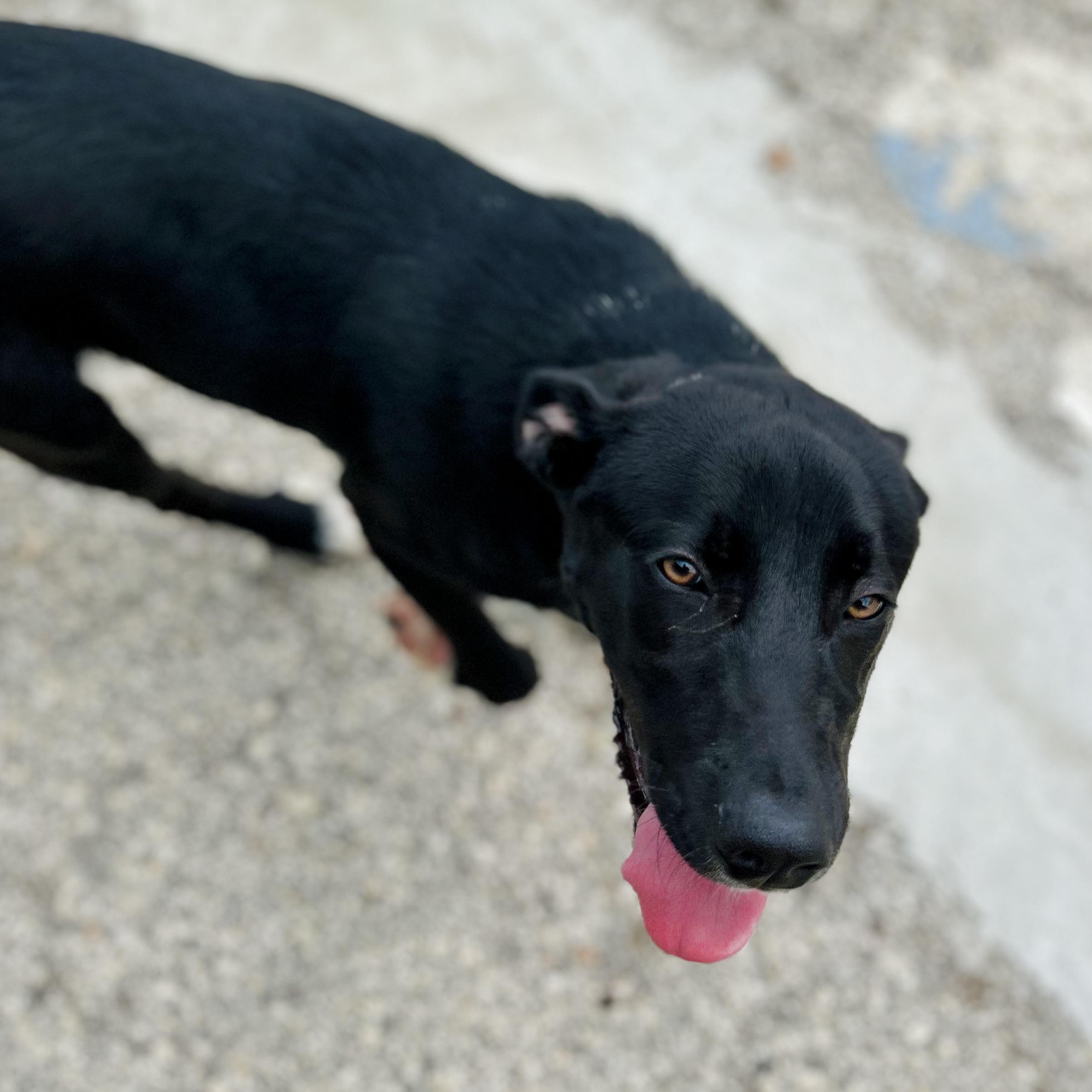 Enlarge Winston, a ADOPTABLE mixed breed in Seguin, TX image 4/6