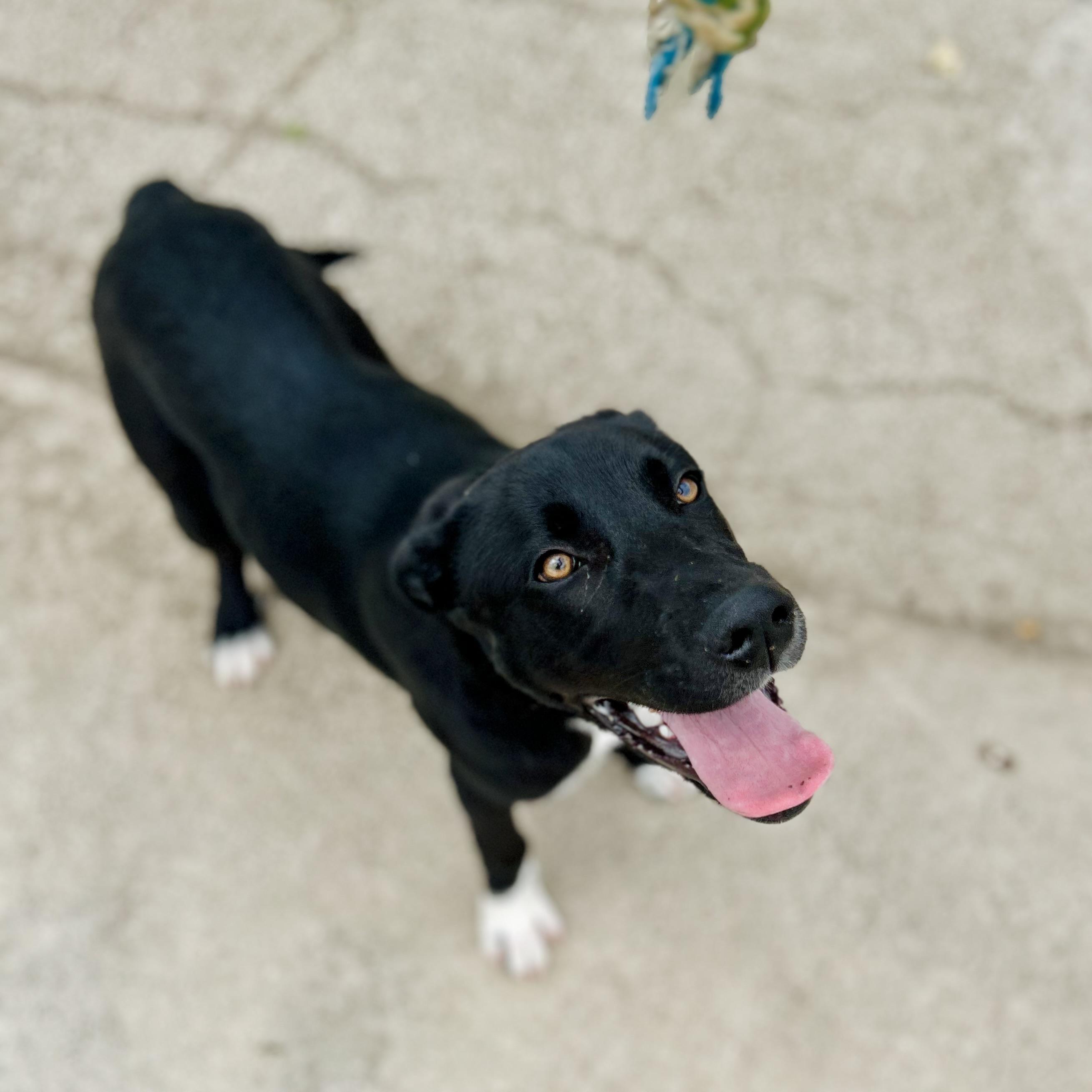 Enlarge Winston, a ADOPTABLE mixed breed in Seguin, TX image 3/6