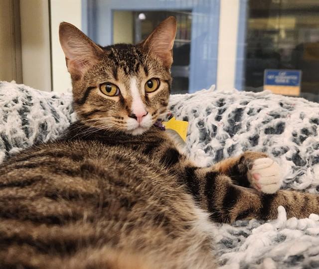 SHRIMP, Adoptable, Young Male Domestic Short Hair.