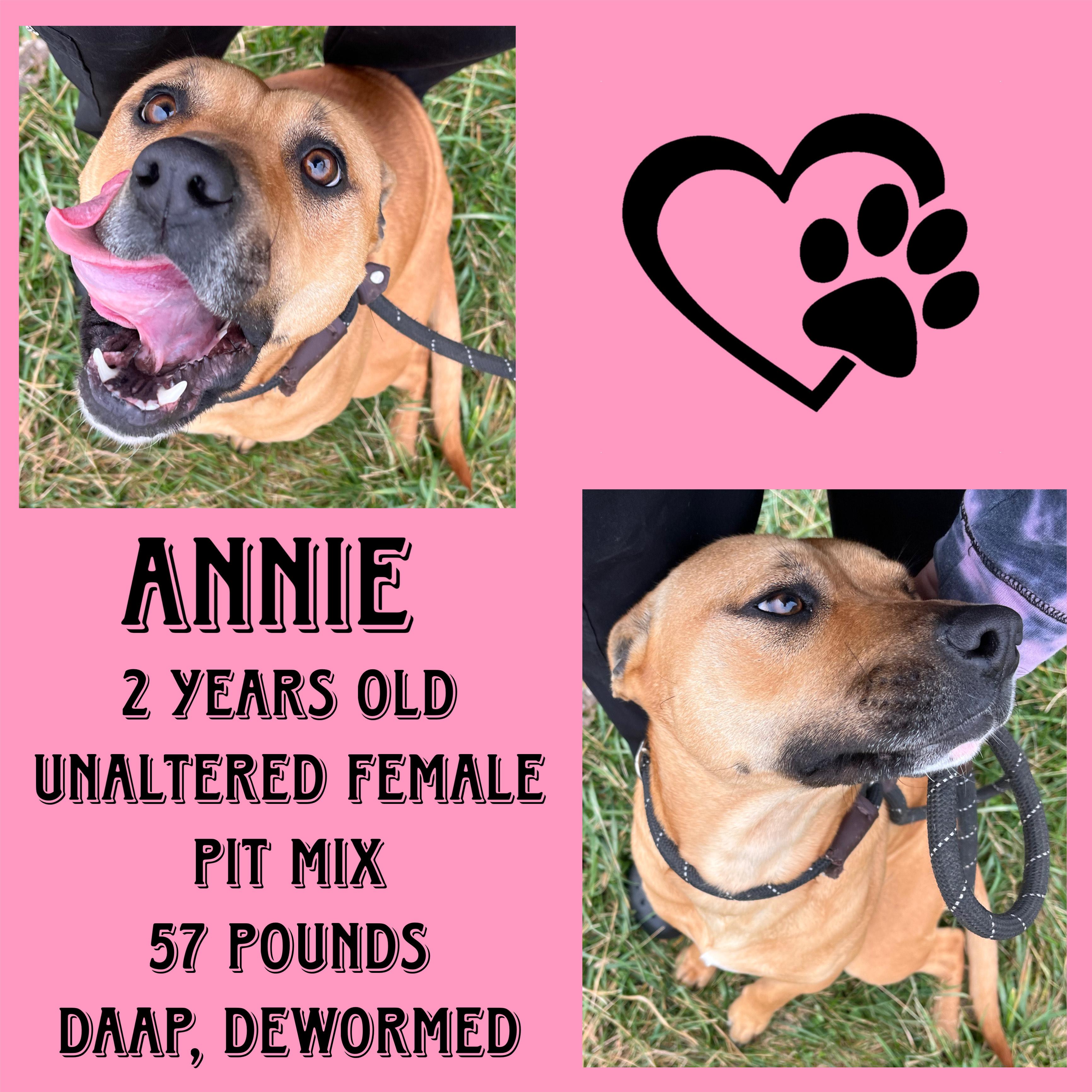 Annie, ADOPTABLE, Young Female Pit Bull Terrier & American Staffordshire Terrier.