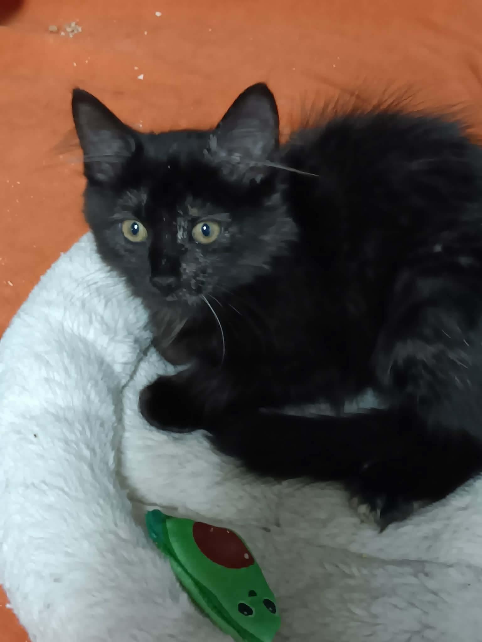 R Litter - RYLEE, Adoptable, Kitten Female Domestic Medium Hair.