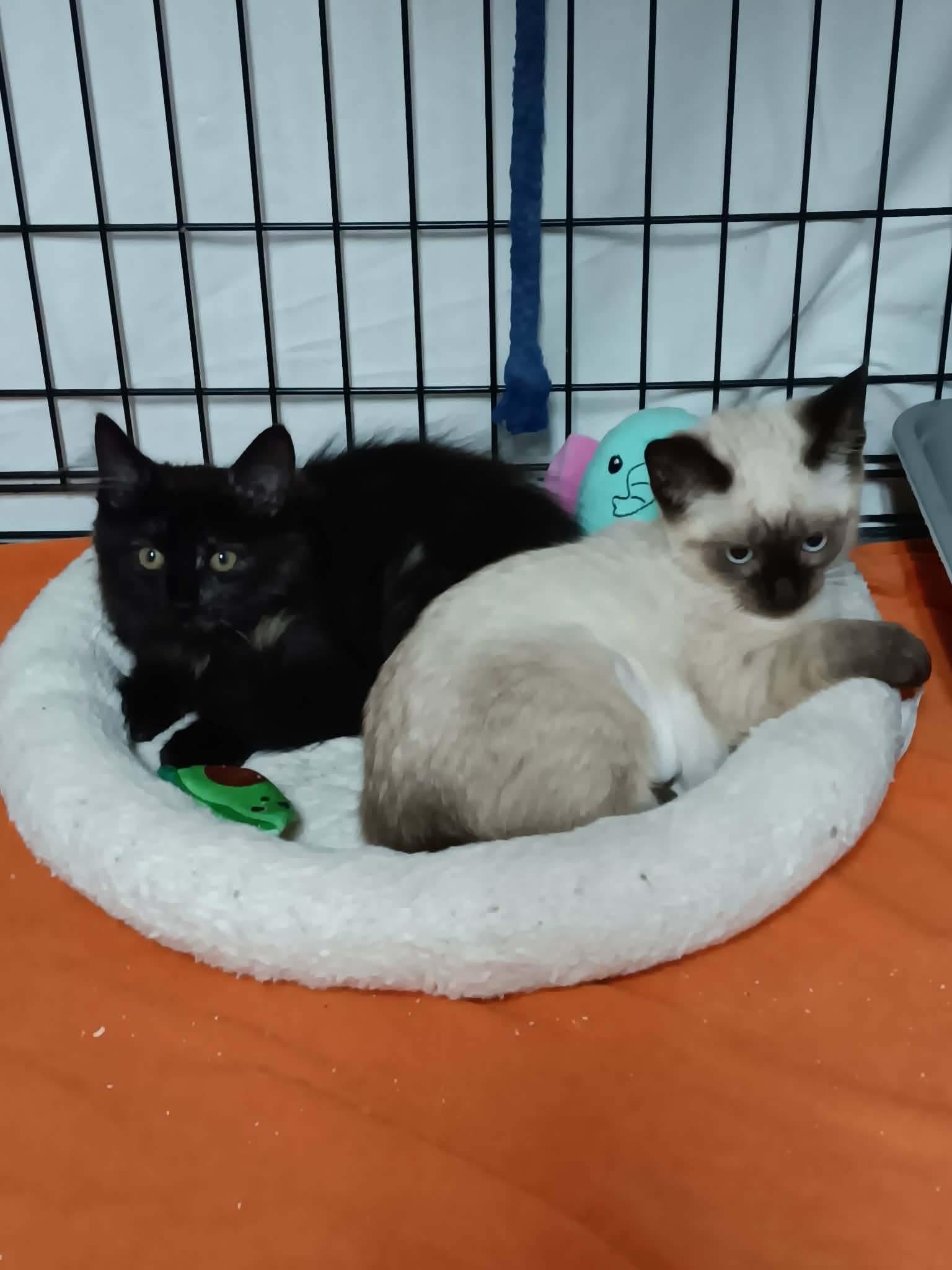 R Litter - RYLEE, a Adoptable Domestic Medium Hair in Akron, OH image 2/3